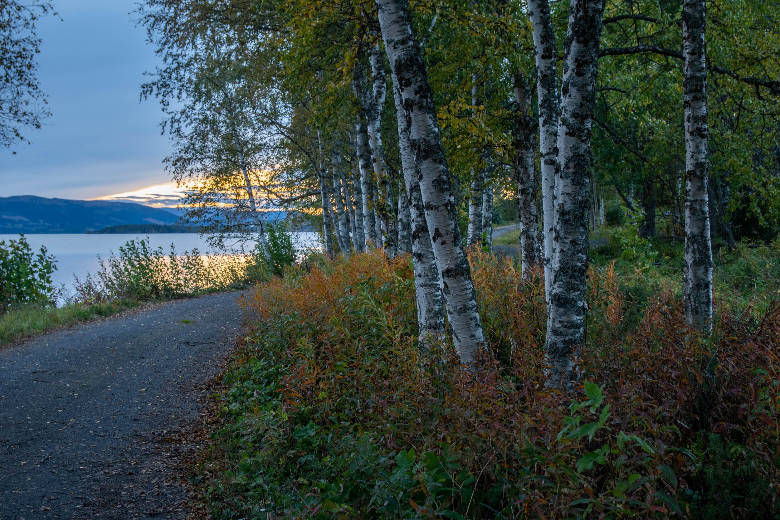 Krok strad vägen och björkarna.jpg