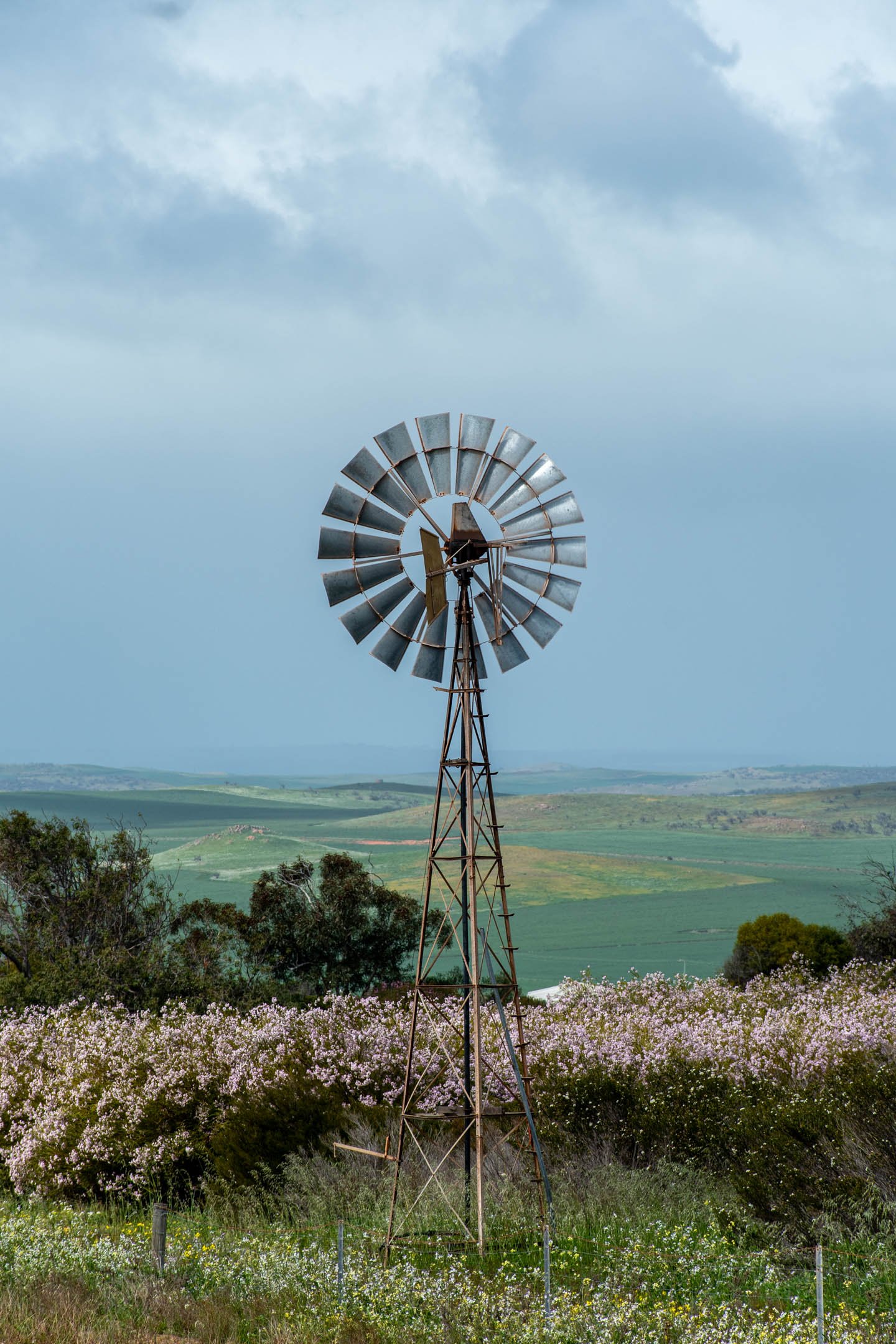 Australien Kalbarrie Pink lake windmill blommor.jpg