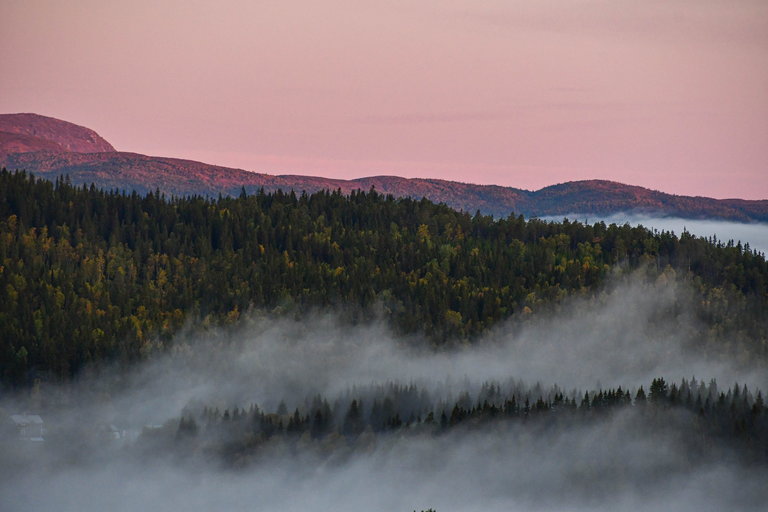 Hemma morgondimma  i dalar höst rosa FIN 2.jpg