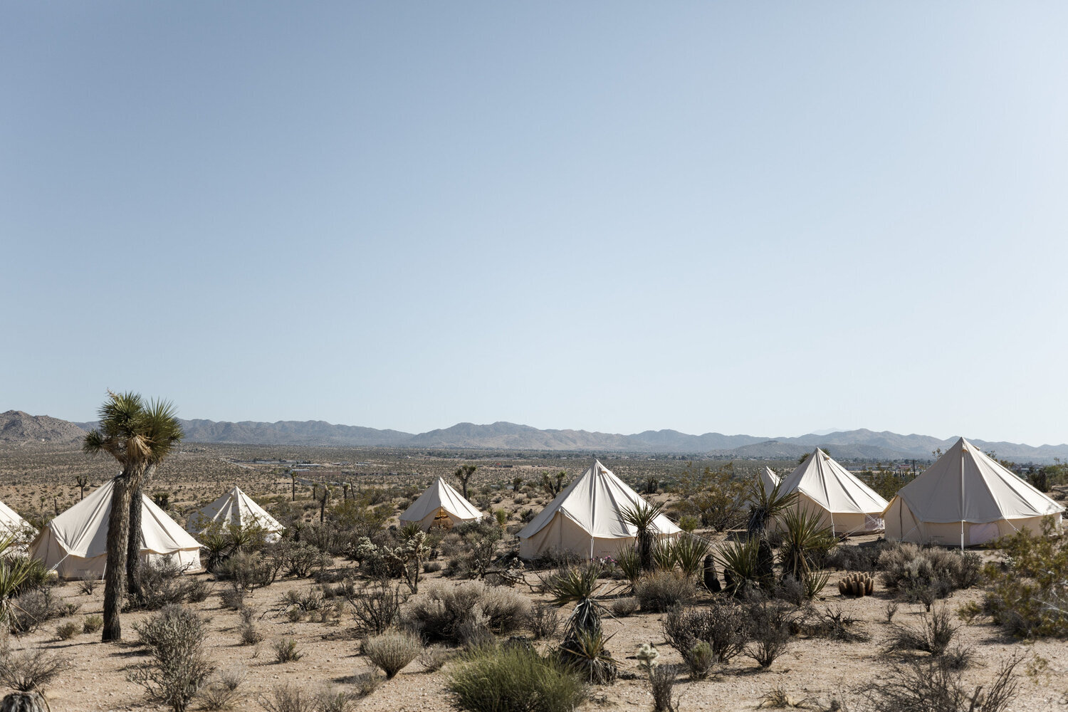 A Night in Joshua Tree with Camp'd Out