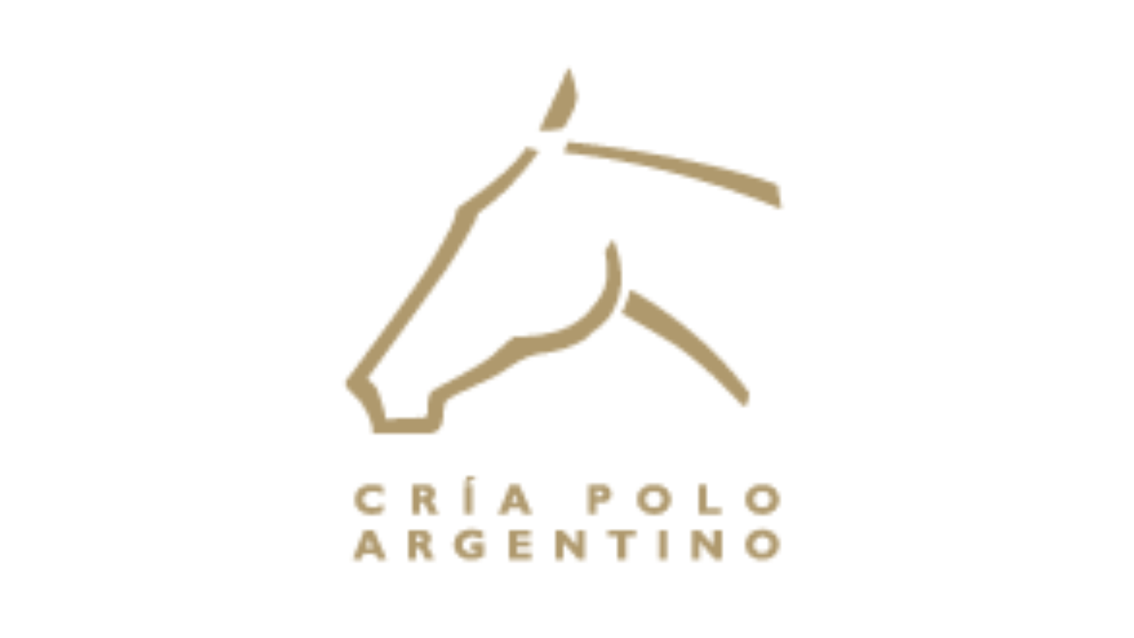 Cría Polo Argentino