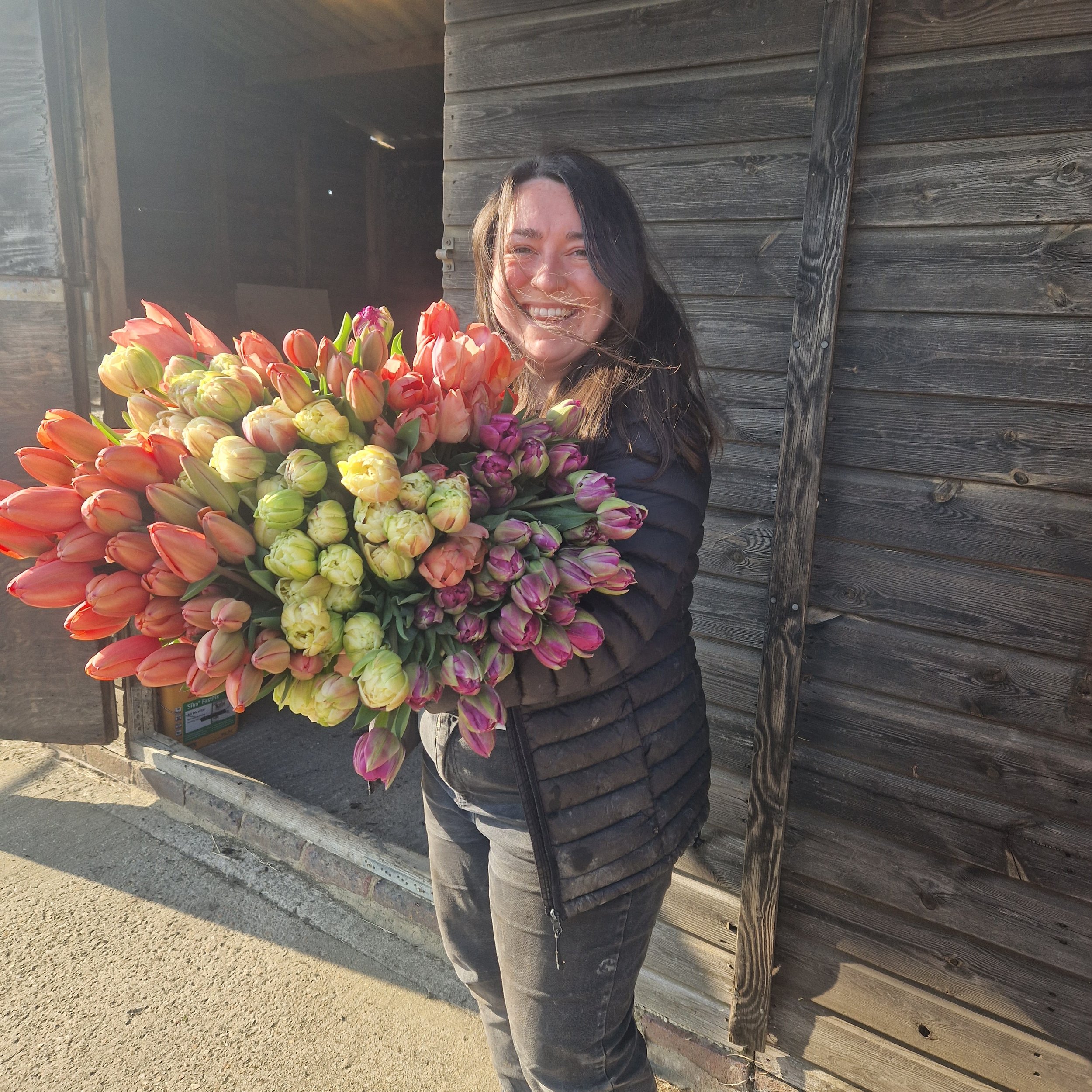 Armfuls of tulips harvested in spring