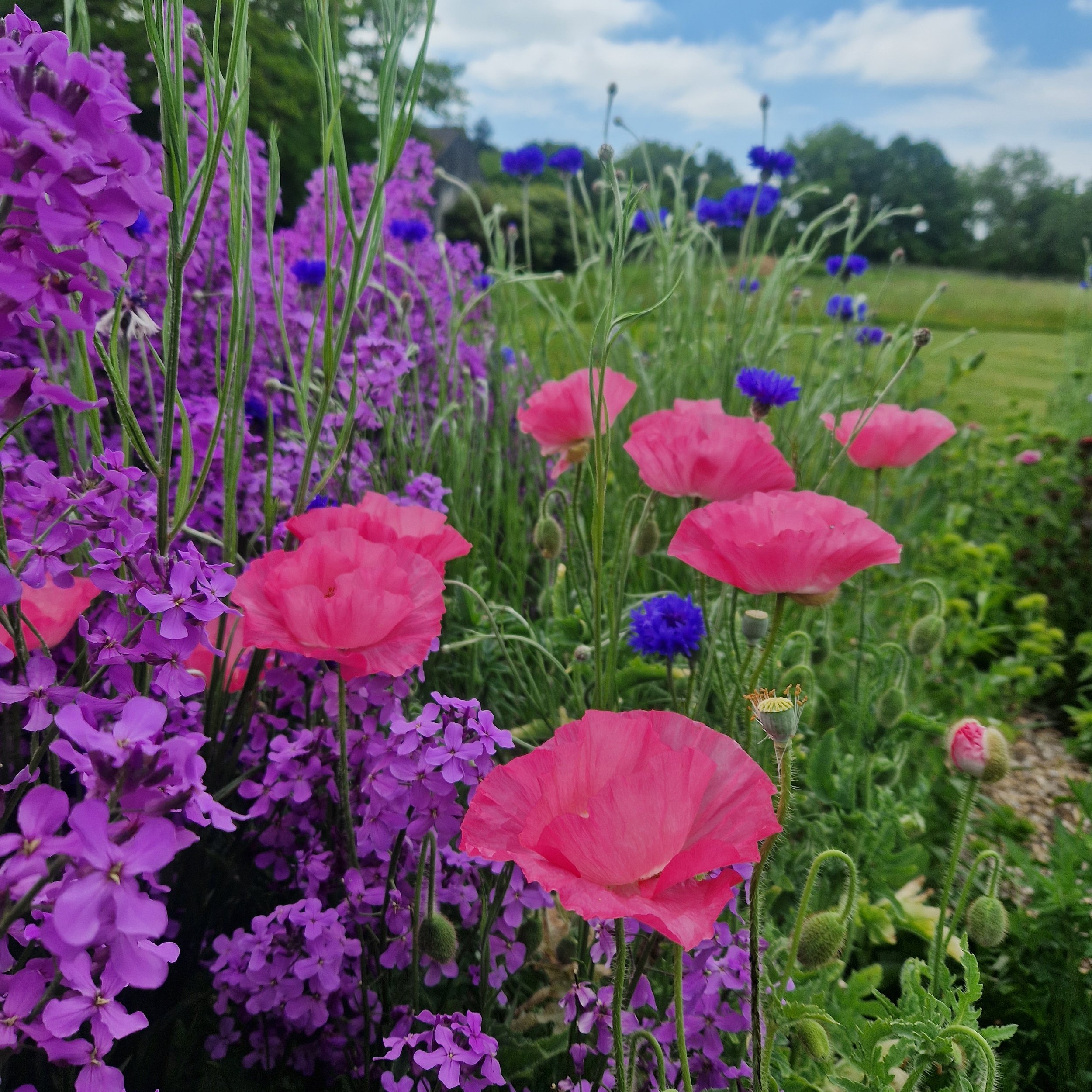 Spring poppies