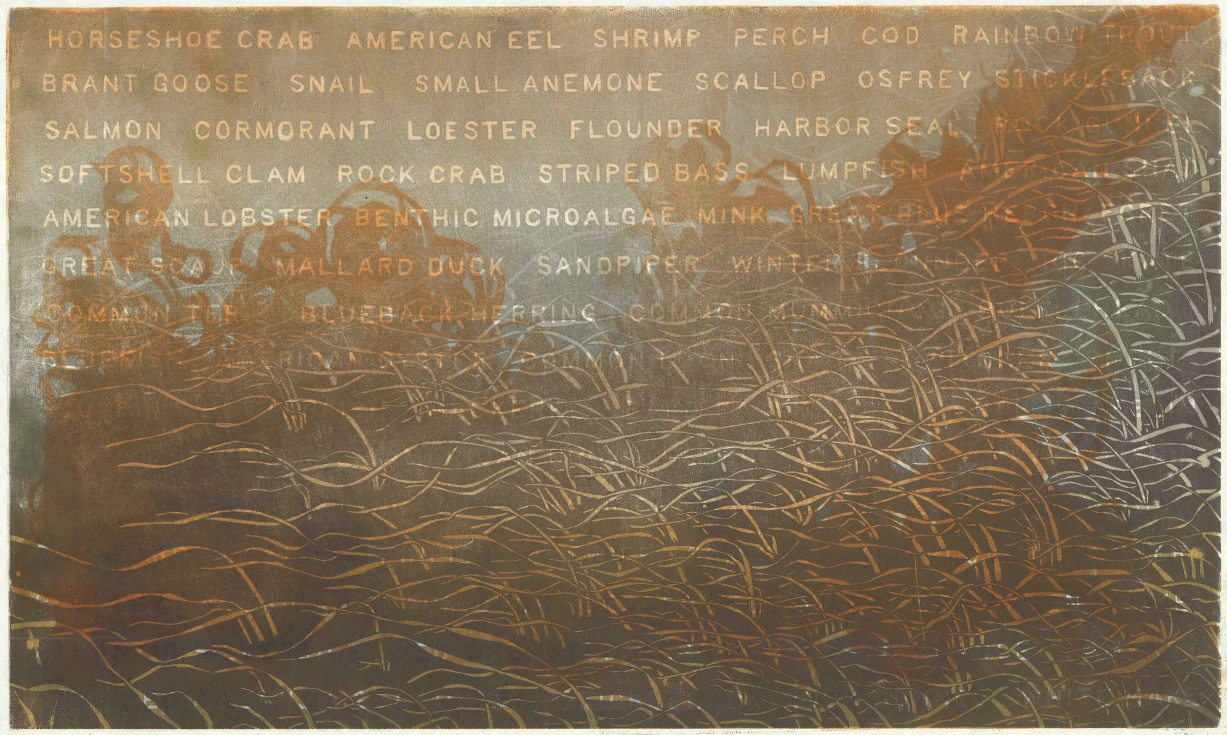 the decline of eelgrass