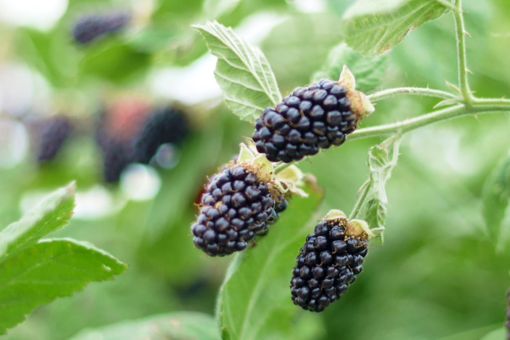 Organic Blackberries
