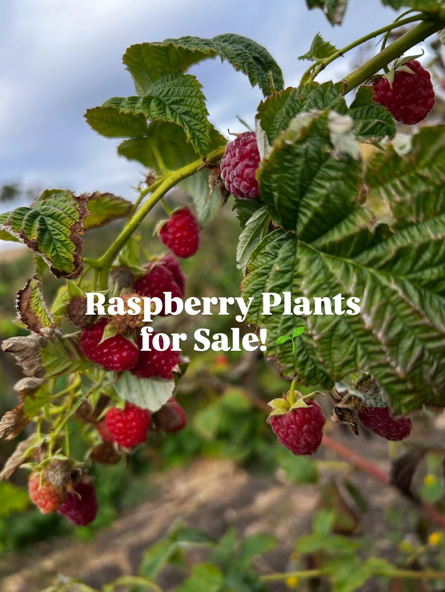 Organic Red Raspberry Plants! 🪴 

We&rsquo;re clearing out some space for the new season and offering a few of our red raspberry plants for sale! These beauties are super healthy, fruiting, and 100% organic.

PLENTY AVAILABLE
$20 for large plants in