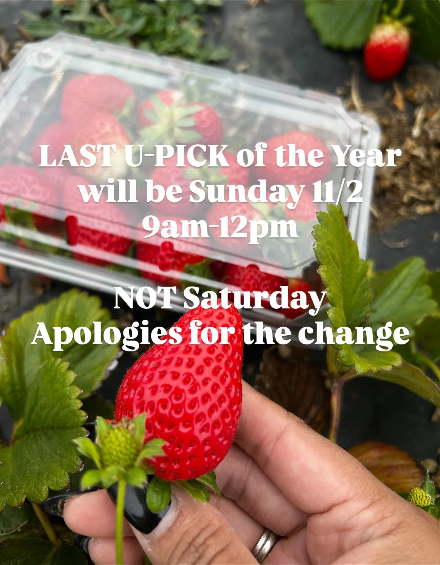 Thank you to those of you who came out last weekend to help us close out the season and year! We will be open for ONE LAST U-PICK THIS SUNDAY 11/2 from 9am-12pm. We will not be open Saturday 11/1, apologies for that change as we had some things come