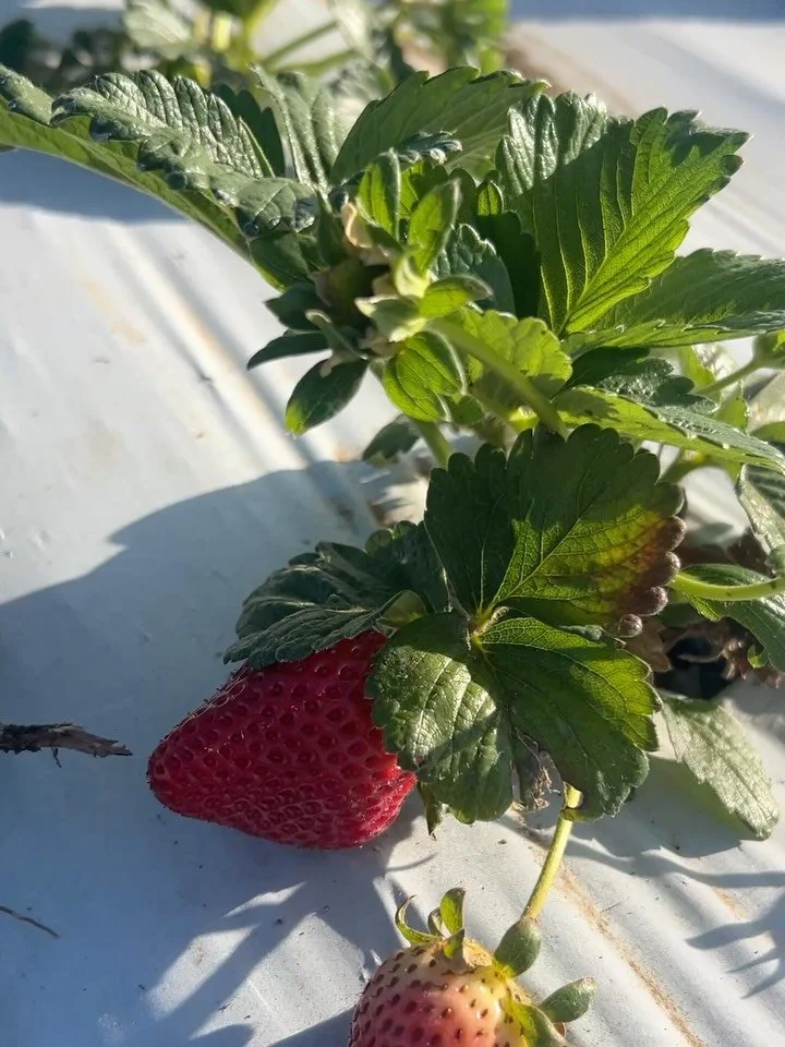We are so excited to start to see fruit at our little organic farm in Gilroy. 🍓 Record-breaking heat in March, little rain, but we&rsquo;re surviving. We will be opening on a limited basis with reservations on a week-to-week basis depending on fruit