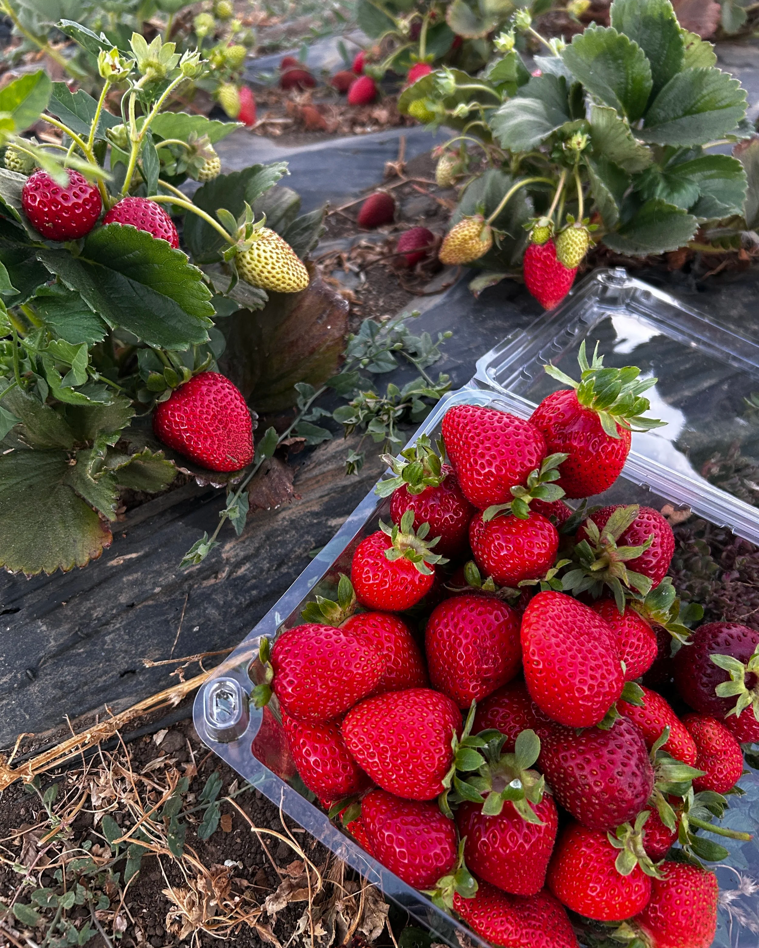 strawbs.png