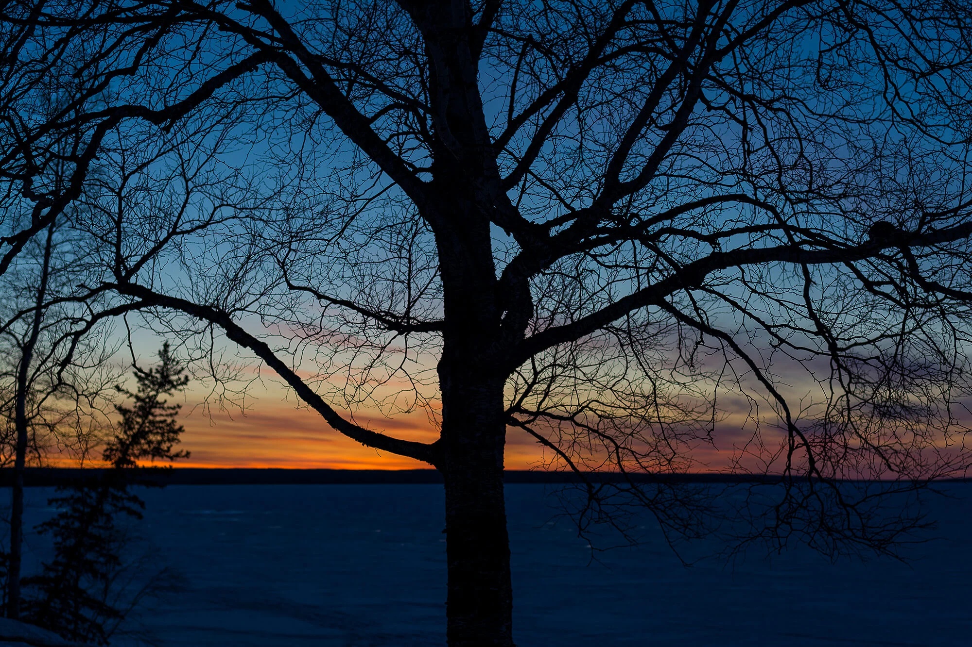 McDougall_Tree Silouette Waskesui-2756.jpg