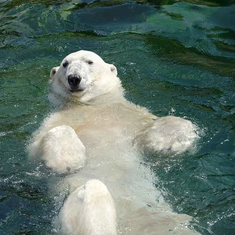 The Battle of Trenton New Year's Day Polar Bear Plunge 2022