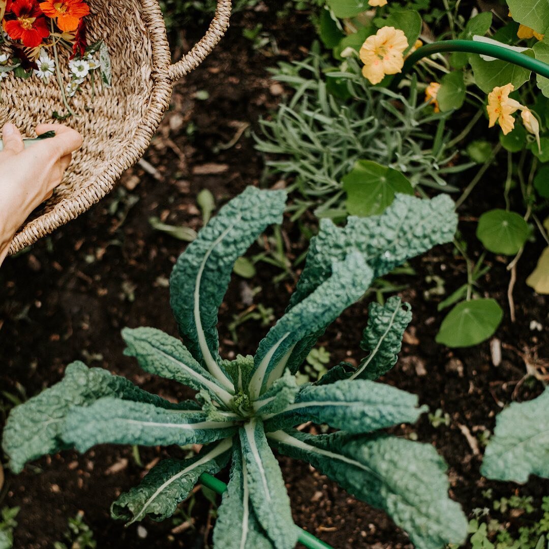Do you use companion planting techniques in your garden?
.
We always include marigold, nasturtium, and lots of fragrant herbs in our clients' kitchen gardens. They help deter certain pests and attract beneficial insects to the garden.
⠀⠀⠀⠀⠀⠀⠀⠀⠀
What 