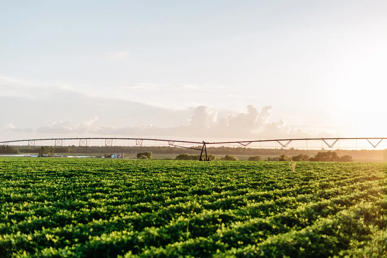 The Ultimate Guide to Planning Your Countryside Wedding Near Savannah