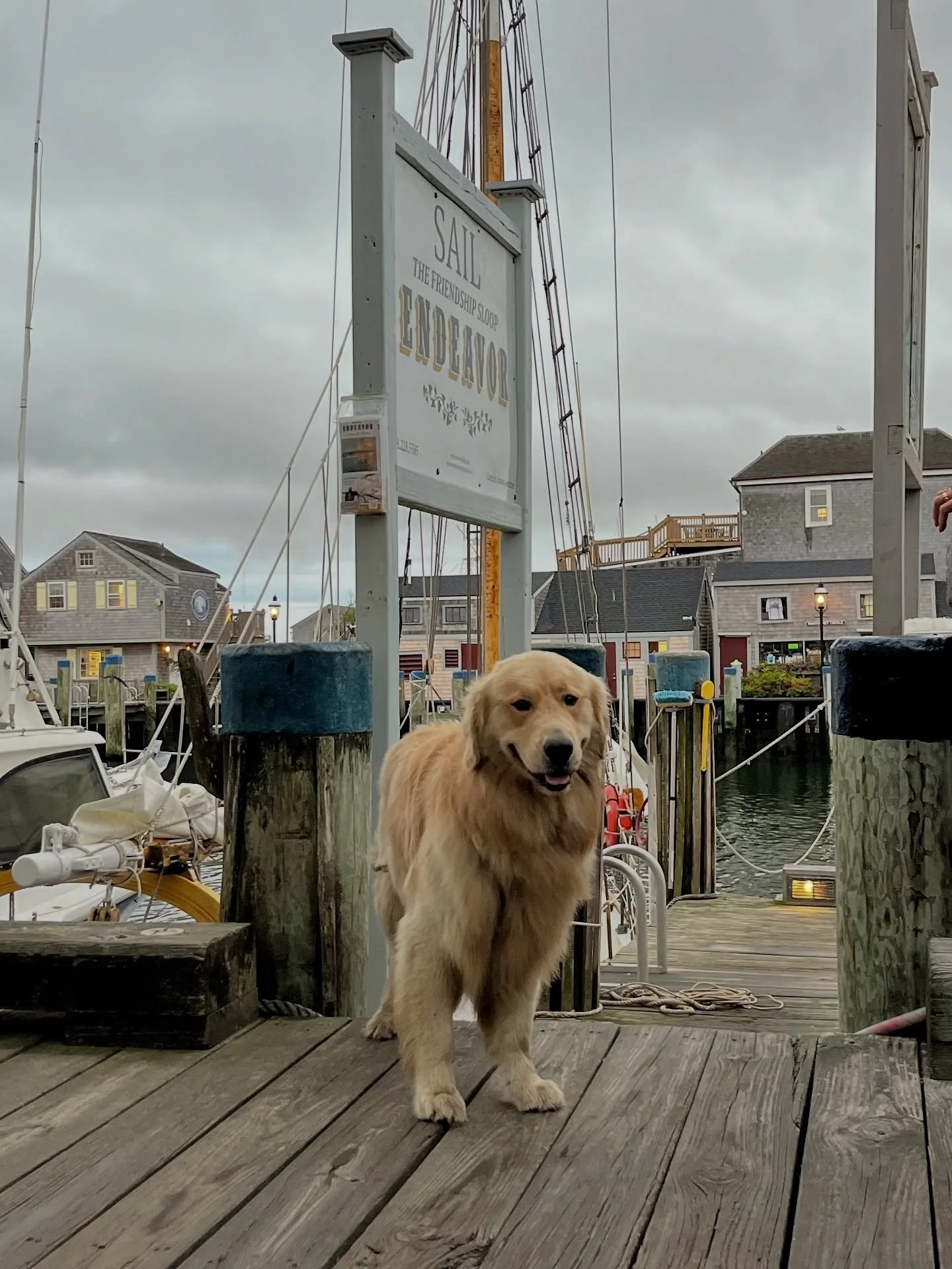 As the island begins to slow and the weather turns cooler, you might just spot first mate Samson spending more time on the docks!