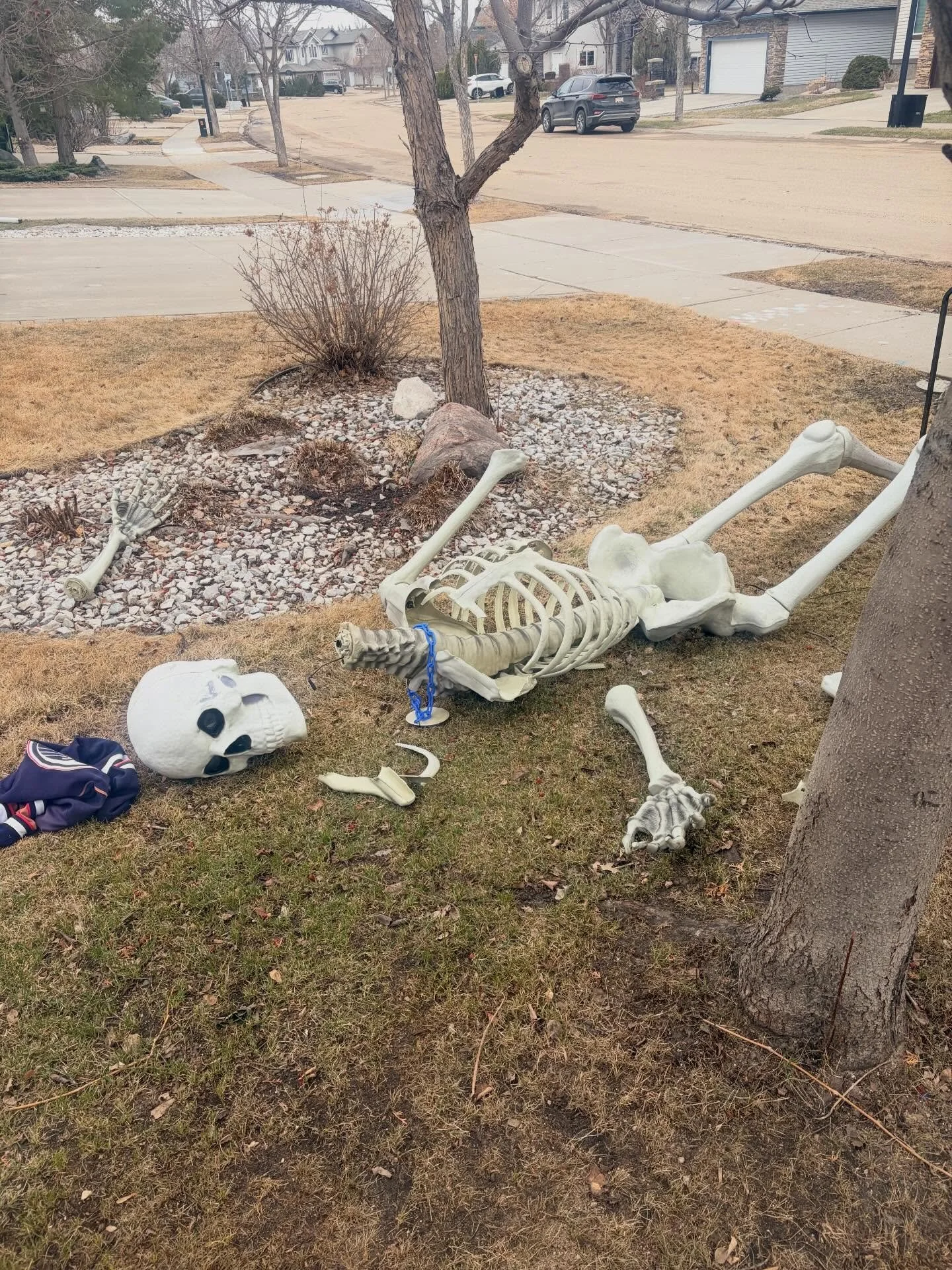Sad (too windy) day for Skelly 💀 He is dead. Like actually dunzo. Years of fun for all of us shattered 😭.

Give me your best 💀 pun to ease the pain of this please.

Better start saving for Halloween 🎃 

Giant Skeleton | Sad Skeleton | Bad Day | W