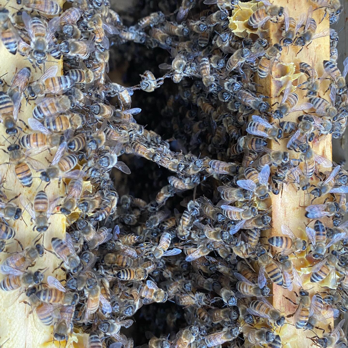 A top down view of bees making wax! 🐝 This cute little formation is called festooning. The workers are hanging together in tight chains, forming a cluster so they can maintain a temperature of 95 degrees. Flakes of fresh wax secreted from young work