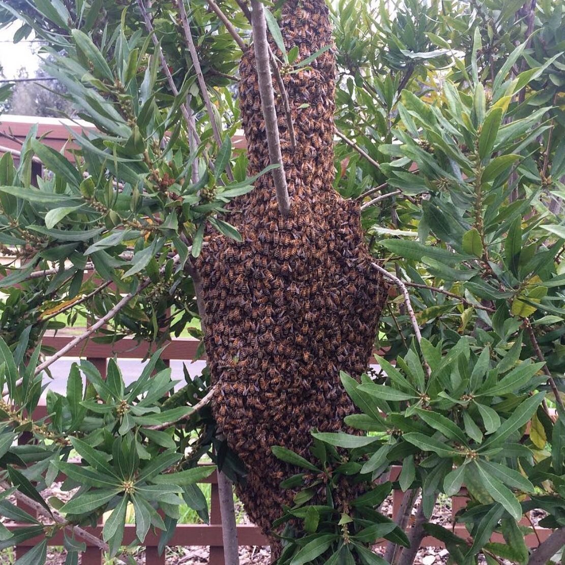 Woohoo! It's swarm season! Check out the new blog post to learn more about honey bee swarms 🐝
.
.
.
www.northernrootsbeeco.com/blog/honey-bee-swarms