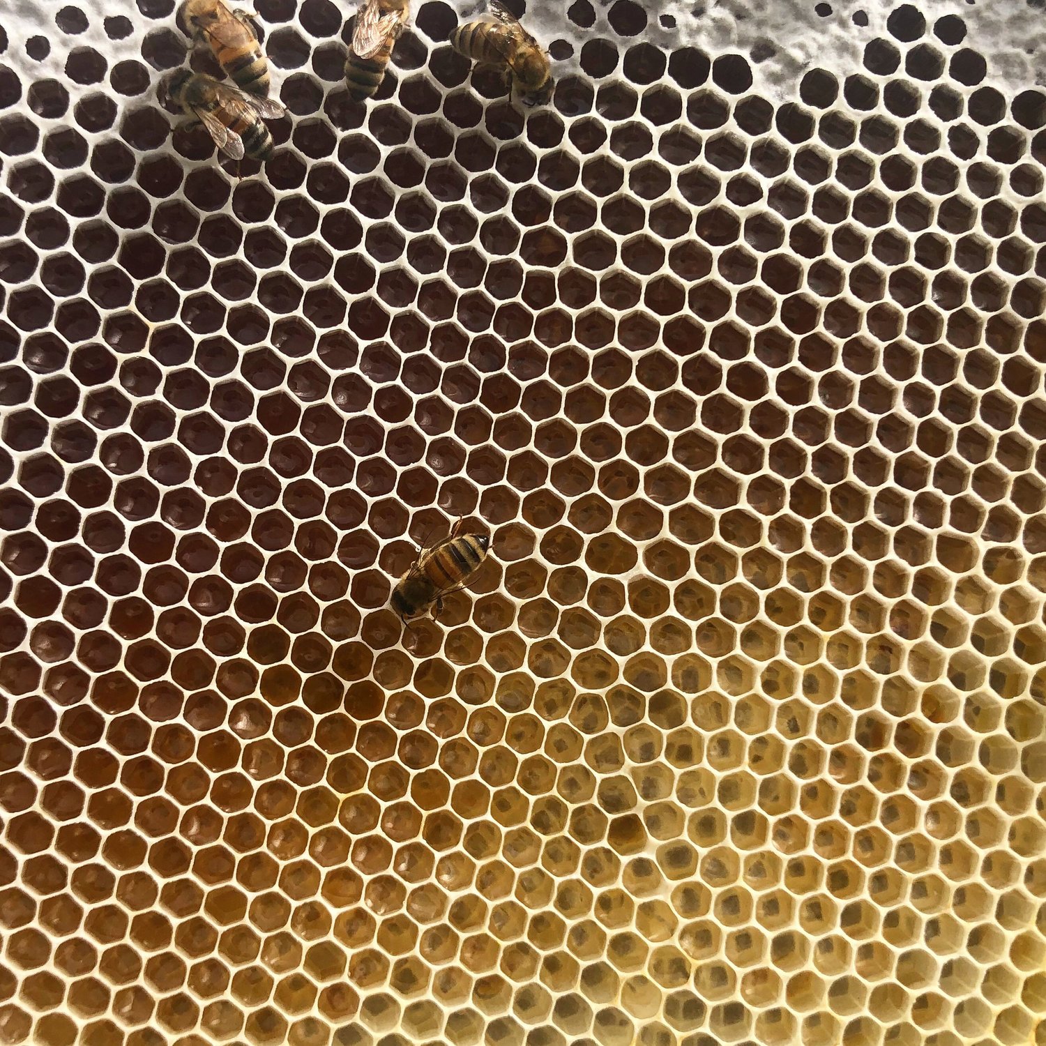 What is a “Nectar Flow”? — Northern Roots Bee Co.