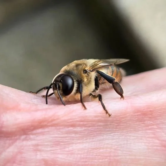 Meet the Hive: A Guide to the Bees Inside — Northern Roots Bee Co.