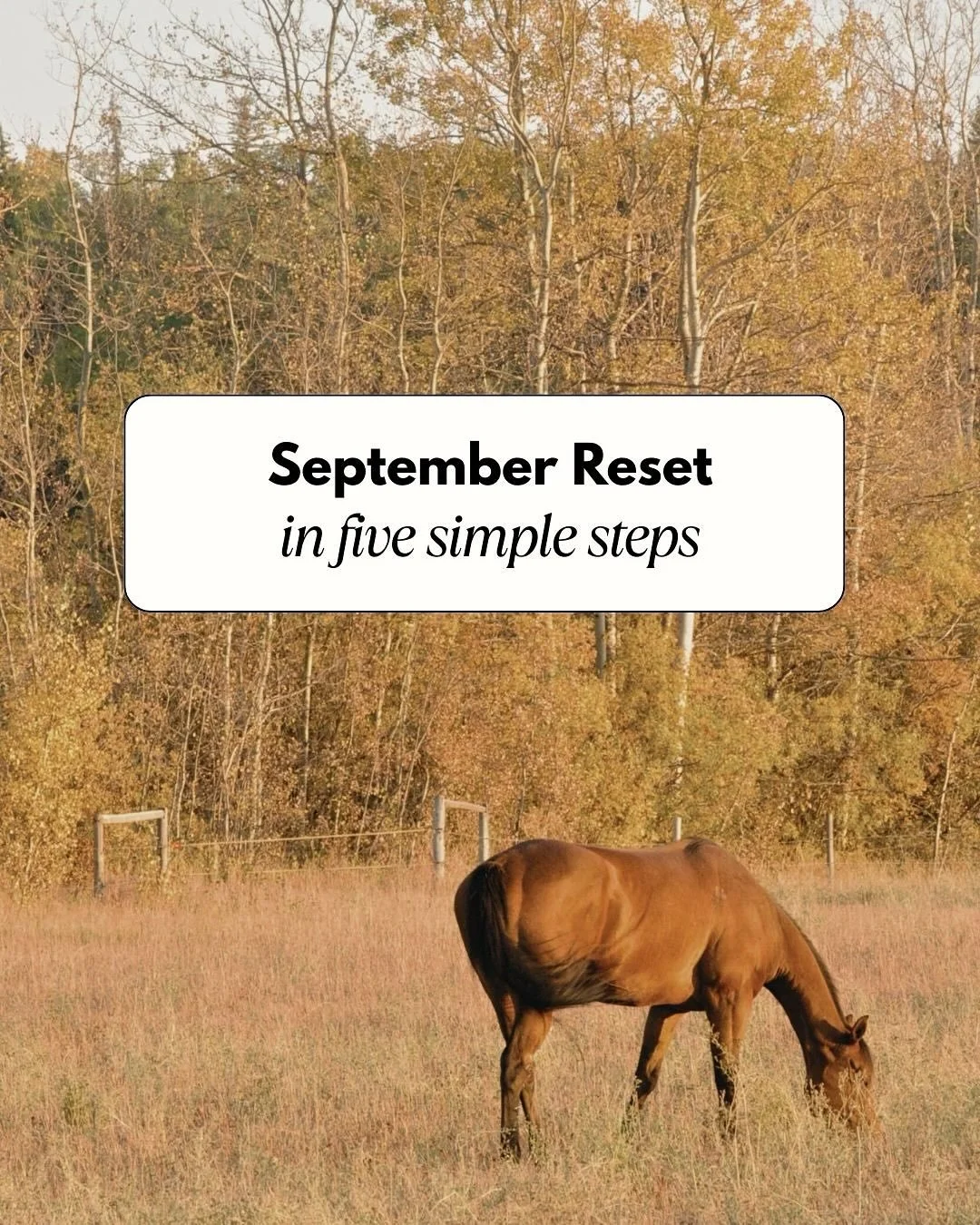 Feeling the end of summer scaries?
Get back on track for the end of the year 🍁