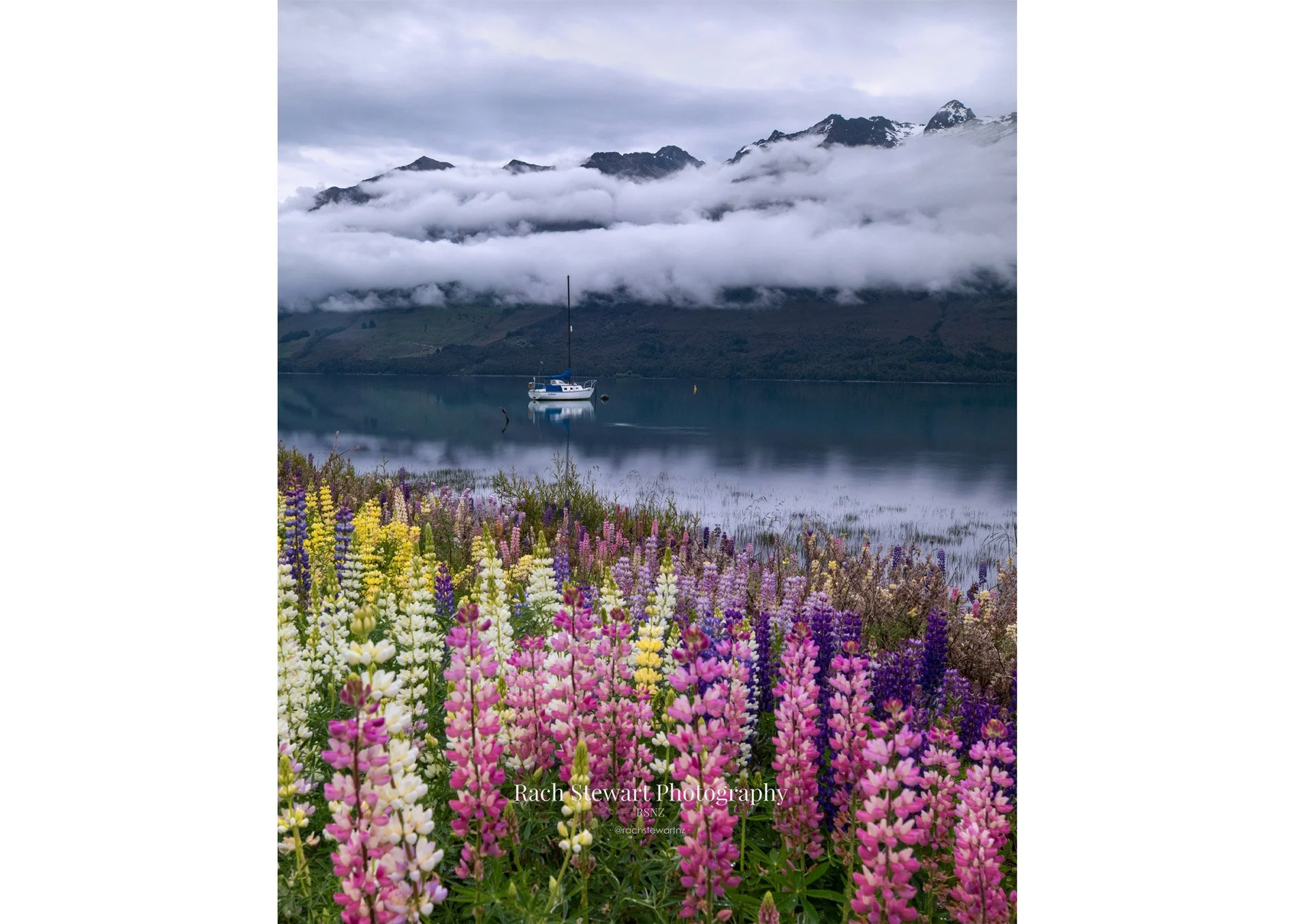 lupin flowers lake wakatipu glenorchy art print new zealand