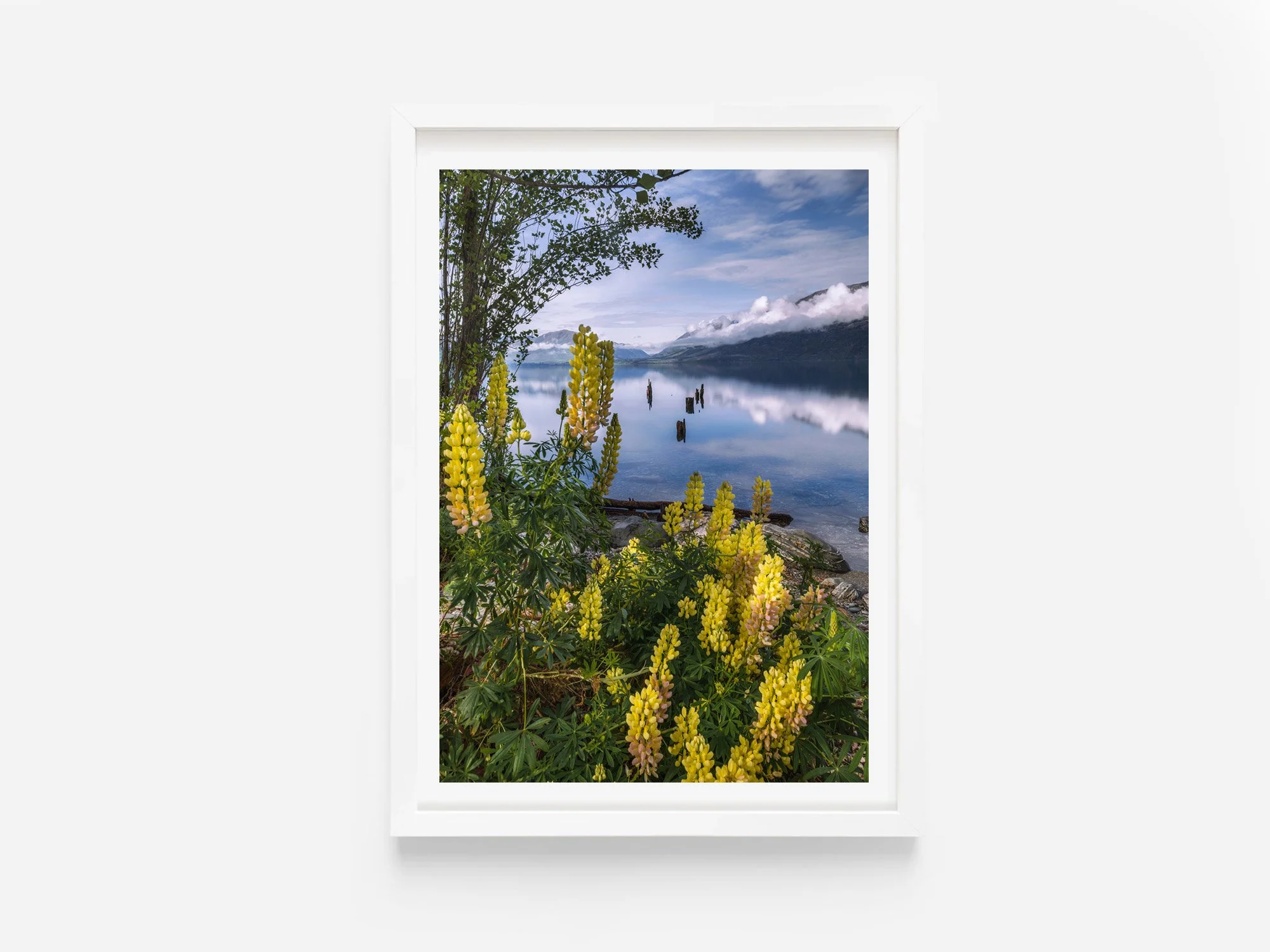lupin flowers lake wakatipu meiklejohns bay broken jetty glenorchy art print new zealand