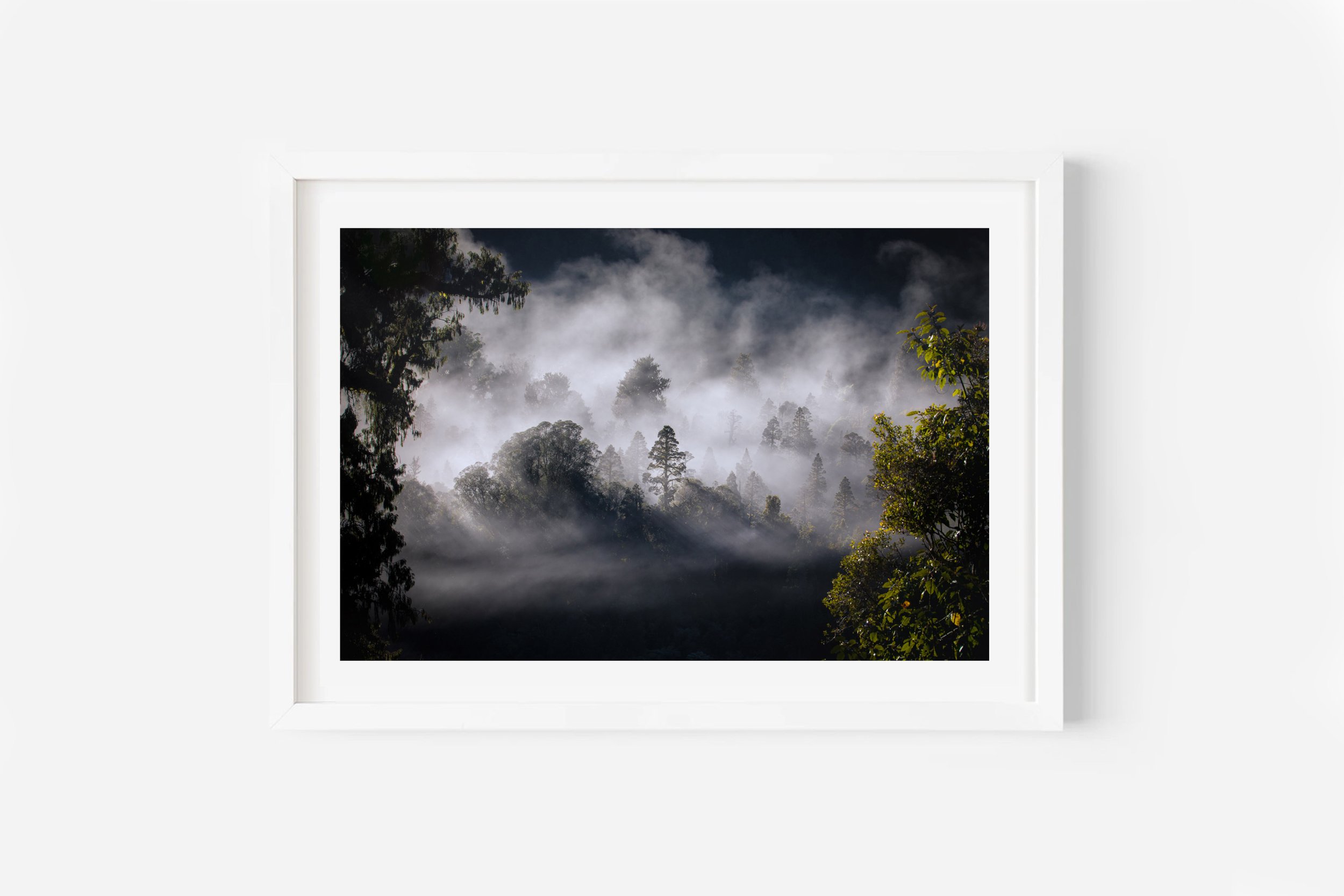 Native New Zealand Cedar Trees Fog NZ Print