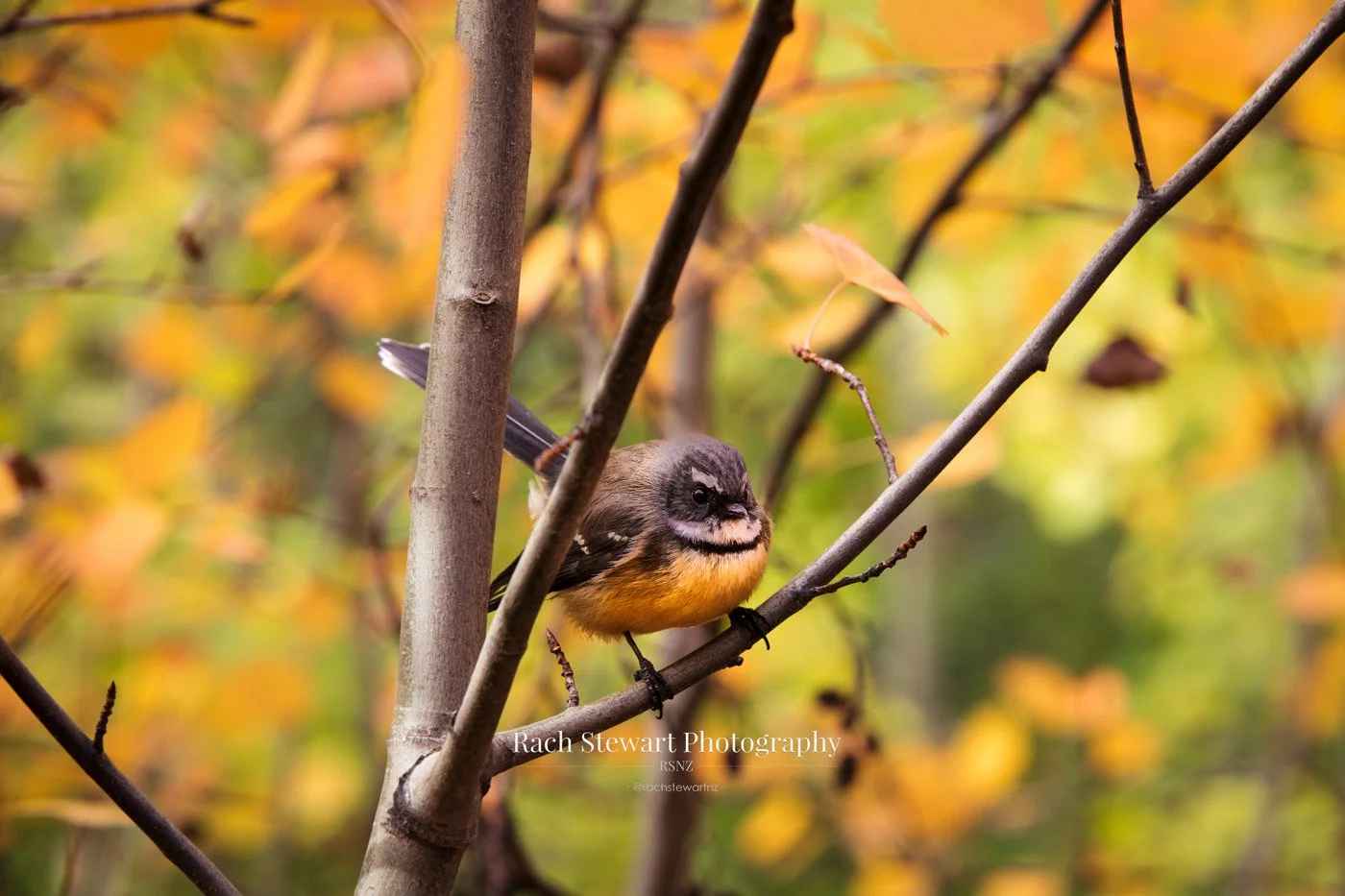 Friendly Fantail Bird New Zealand