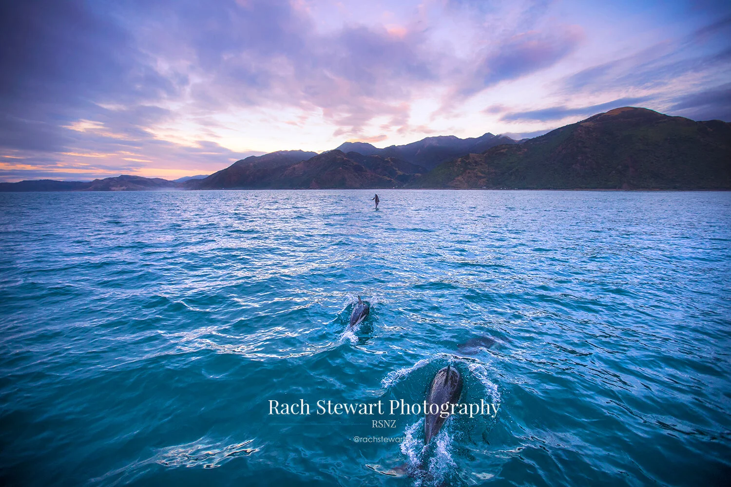 Dusky Dolphins Kaikoura Swim NZ Print