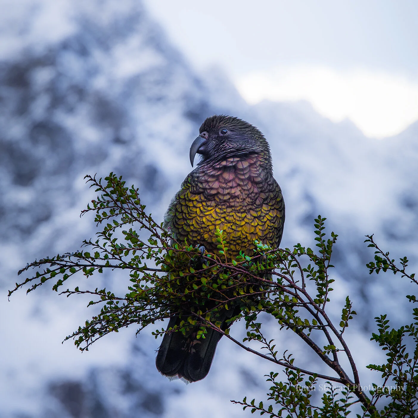 New Zealand landscape fine art print Kea Bird