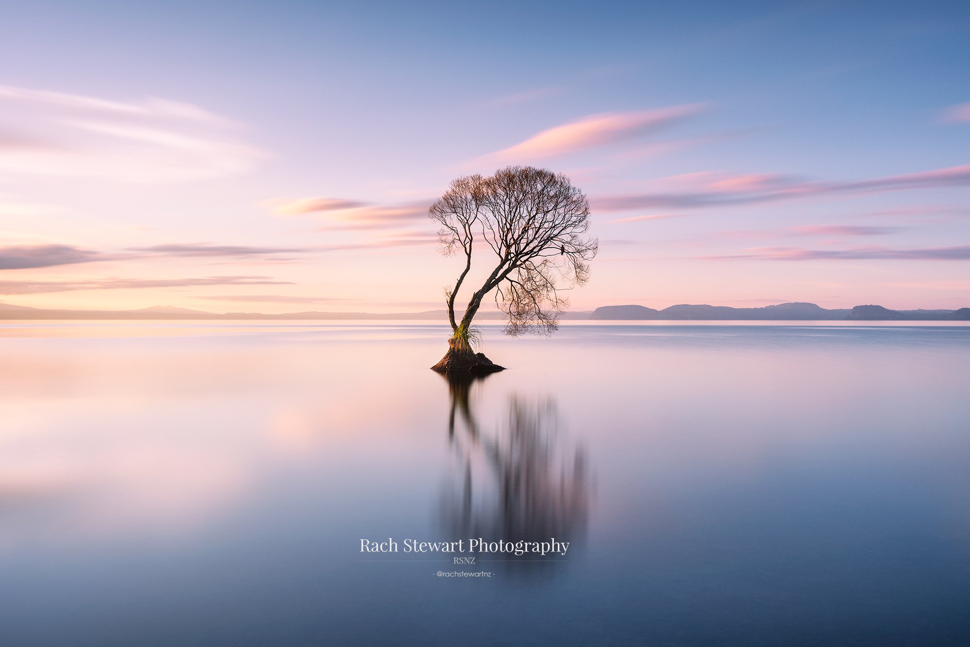 The Taupo Tree Lake Taupo NZ Print