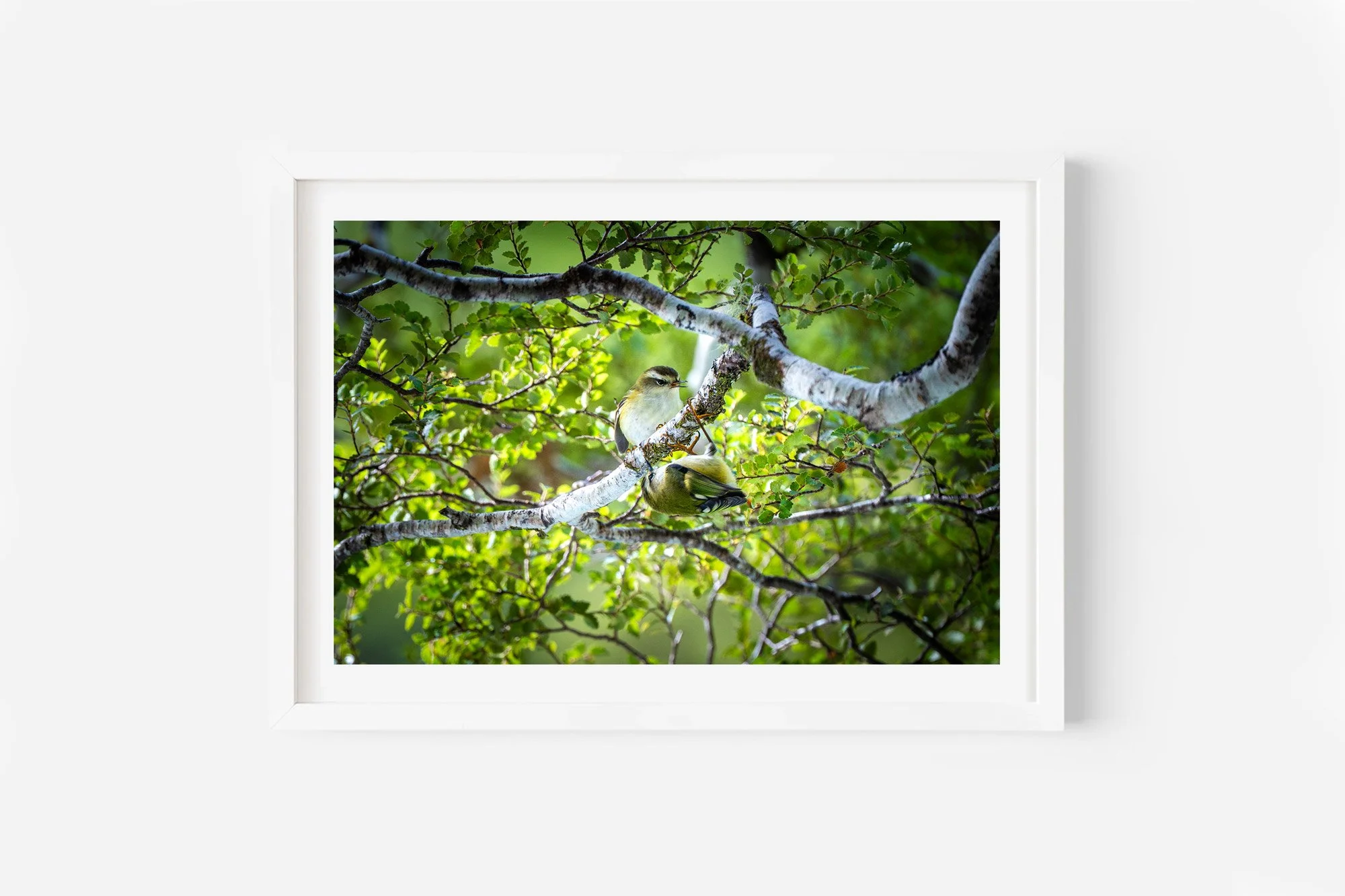 New Zealand Bird Rifleman Routeburn Track NZ Print