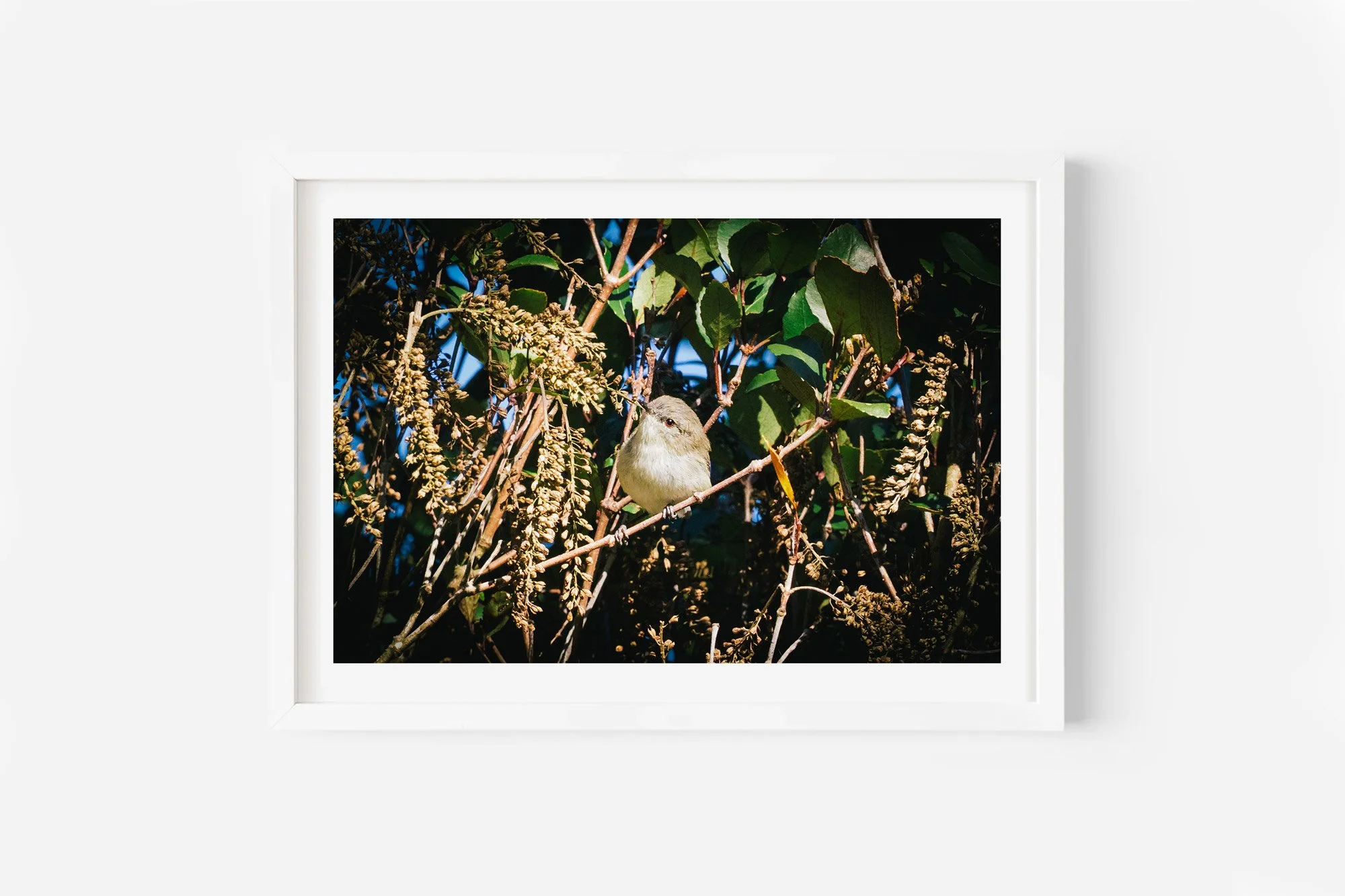 New Zealand Grey Warbler Bird Photo Print NZ