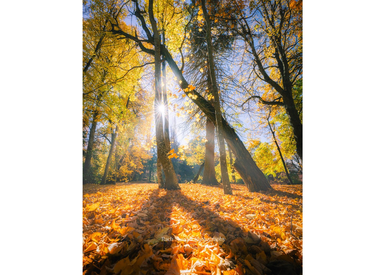 thurlby domain arrowtown autumn queenstown fine art print