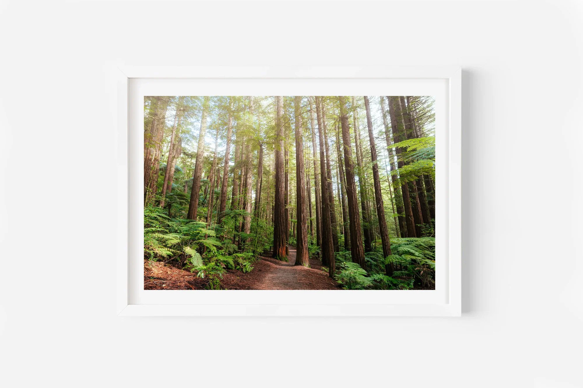 Redwood Forest Track Rotorua NZ Print