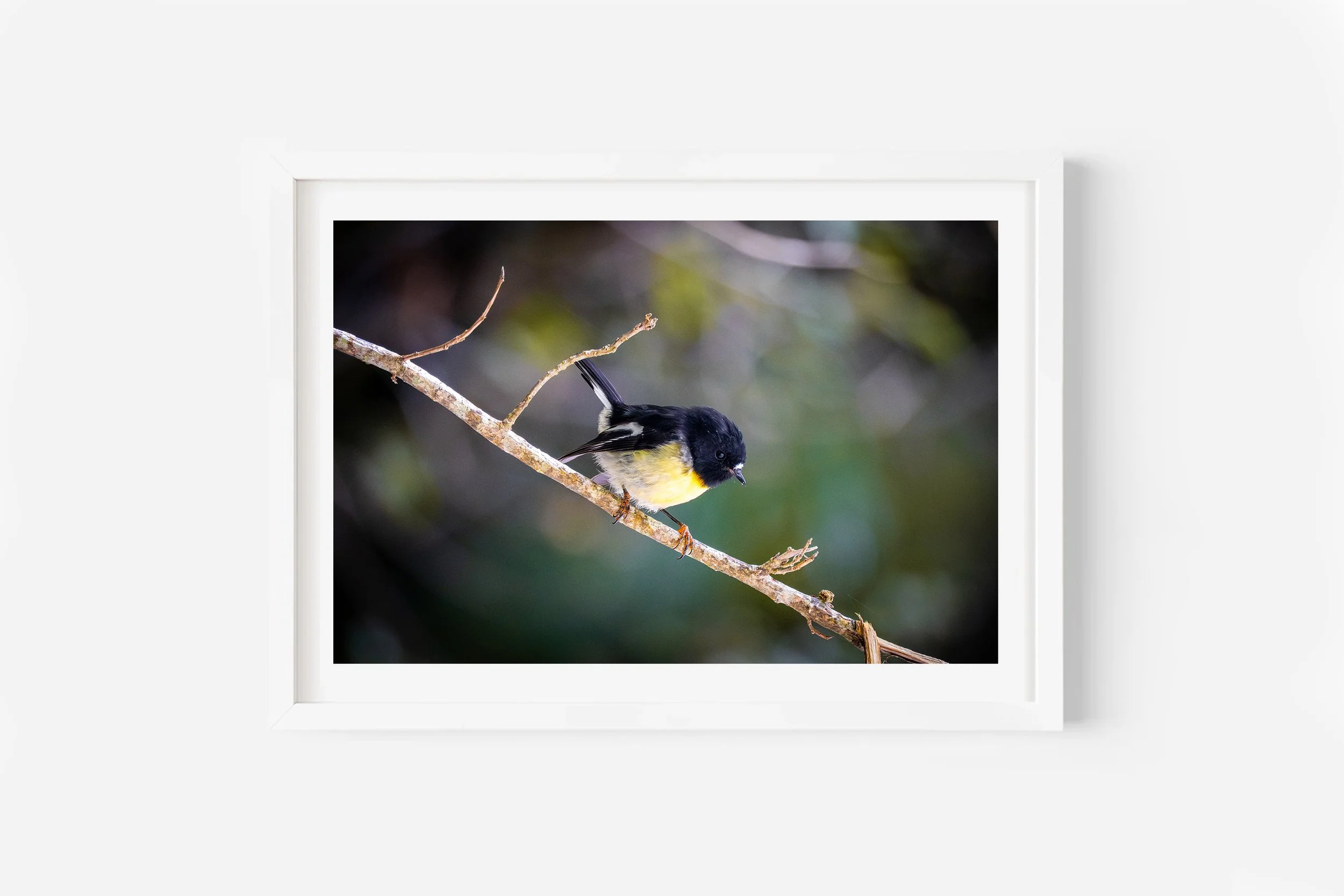 South Island Tomtit Bird New Zealand Photo Print