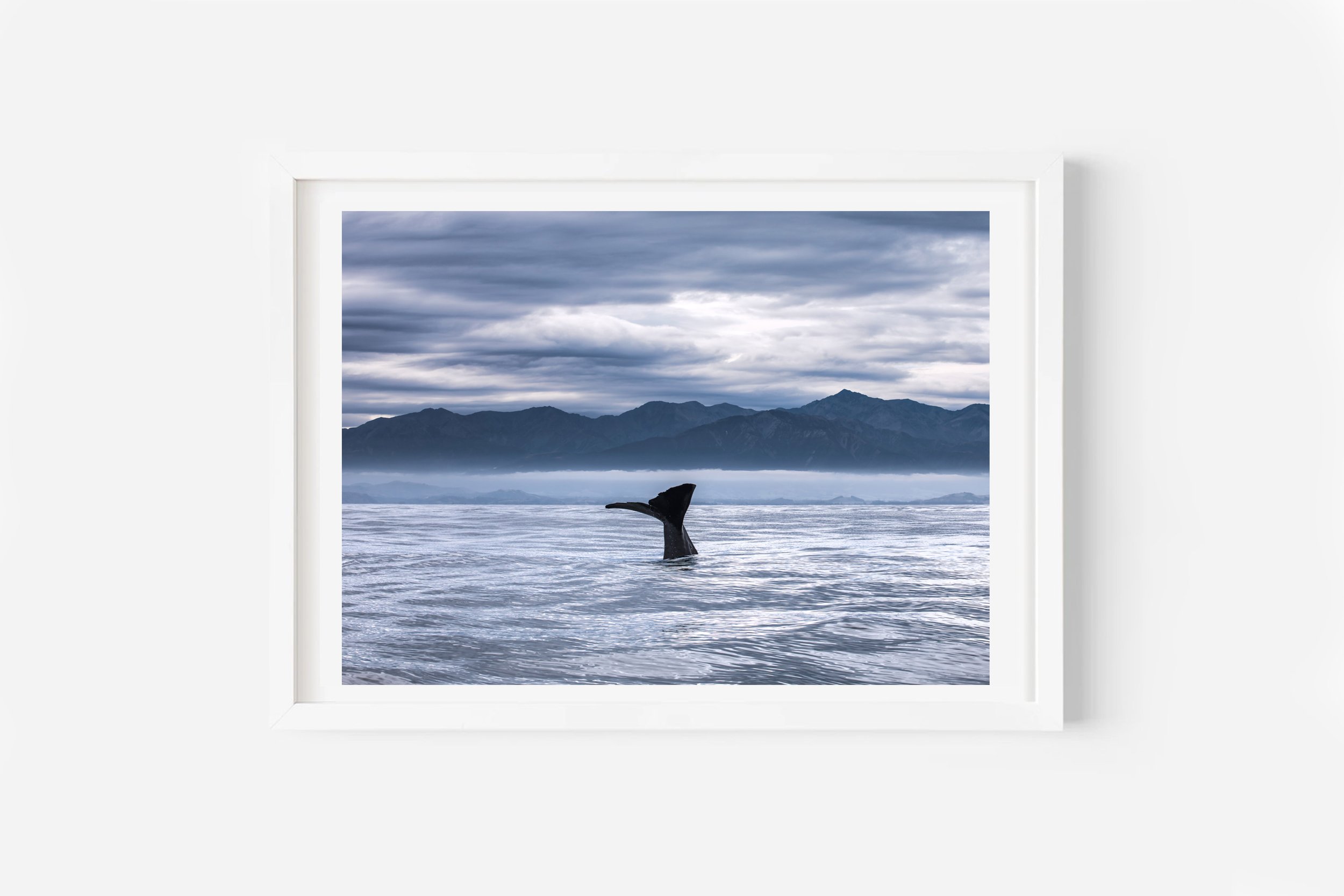 Kaikoura Sperm Whale NZ Print