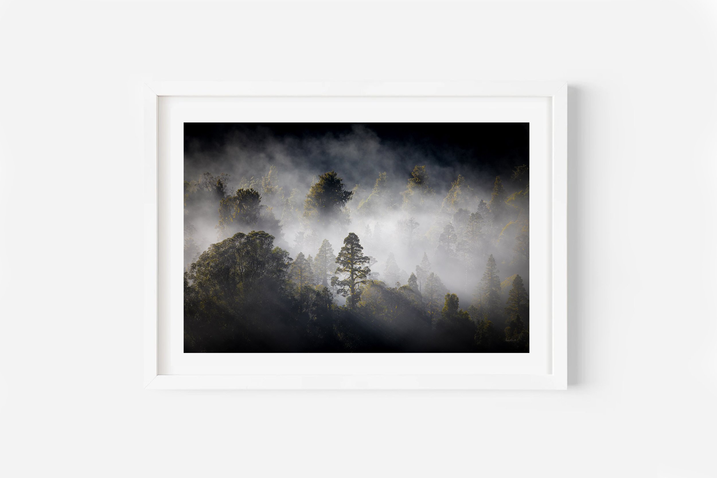 New Zealand Native Cedar Trees NZ Print