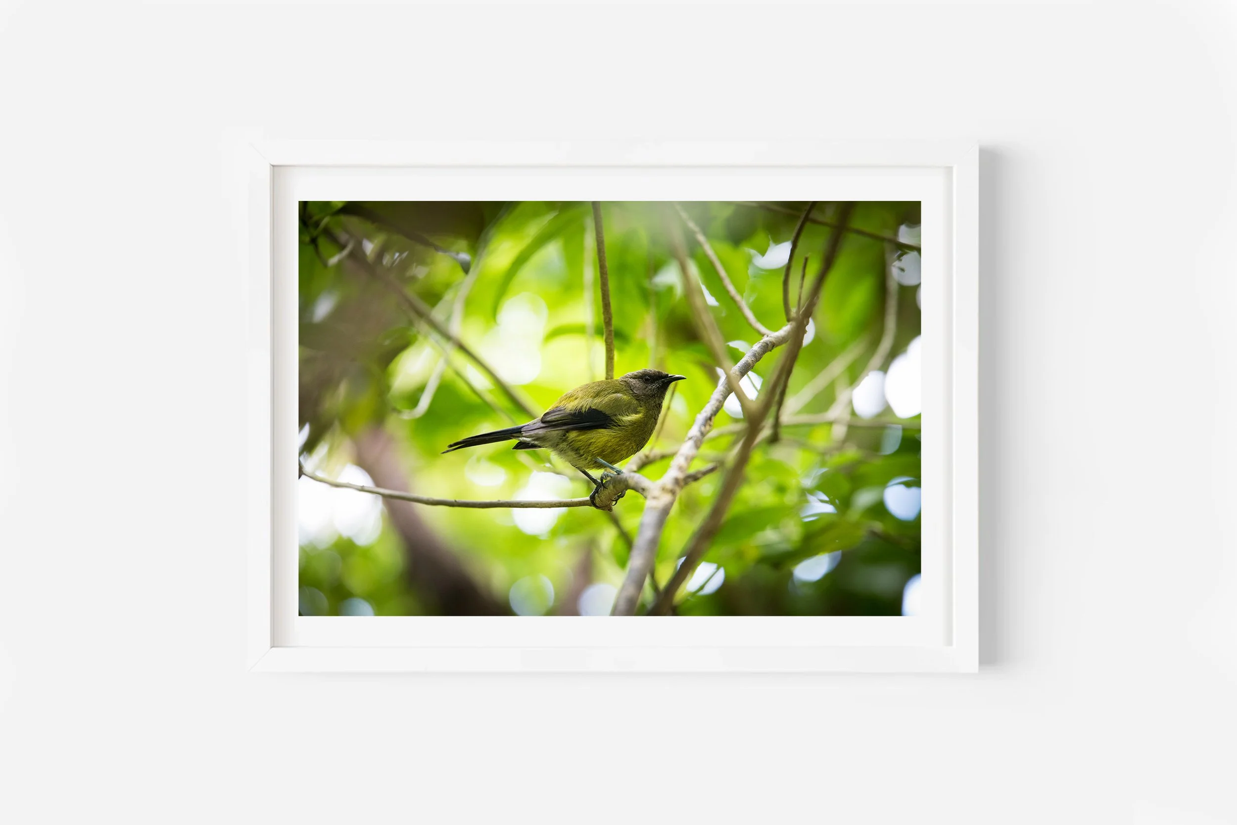 New Zealand Bird Bellbird Korimako NZ Print