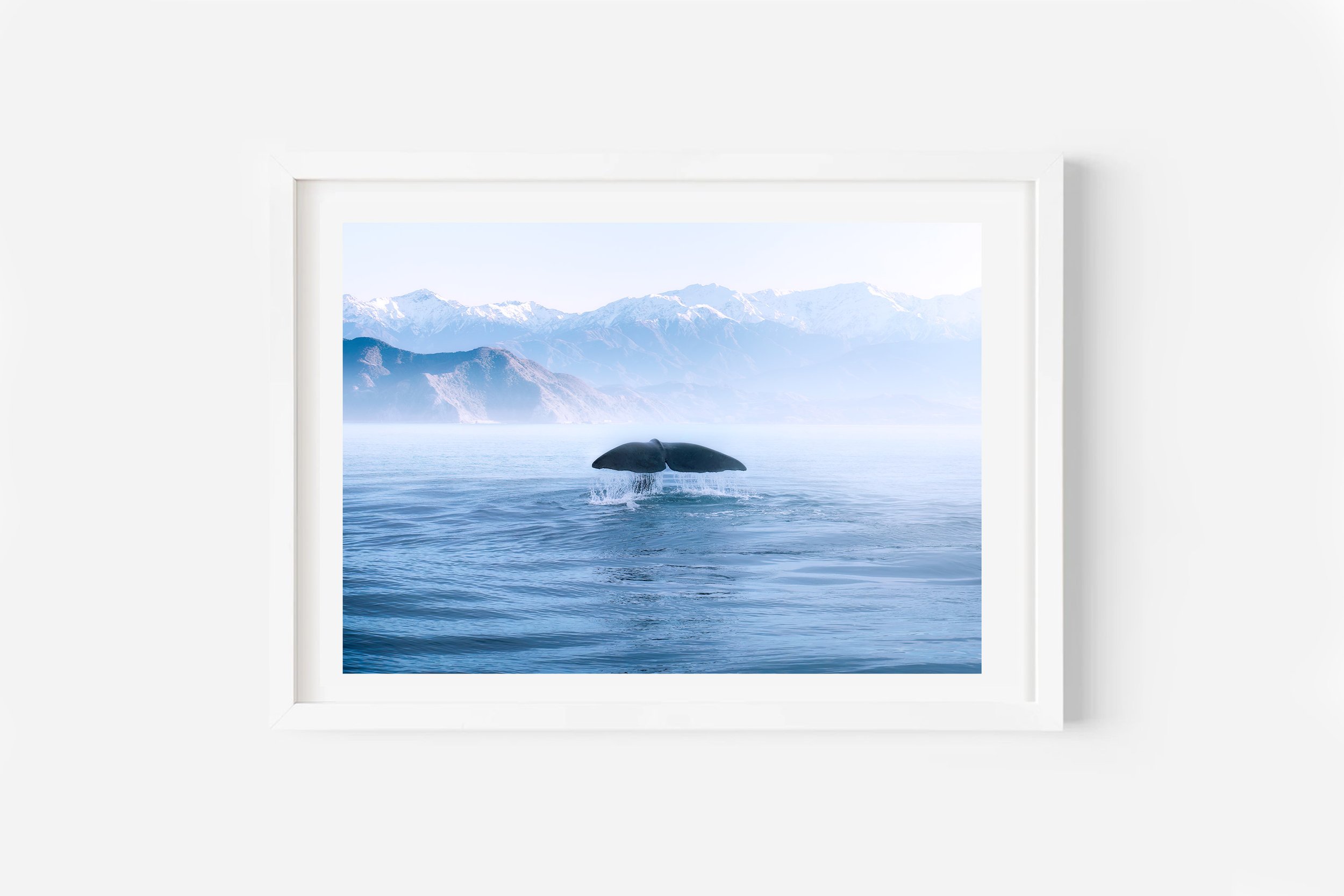 Kaikoura Sperm Whale NZ Print