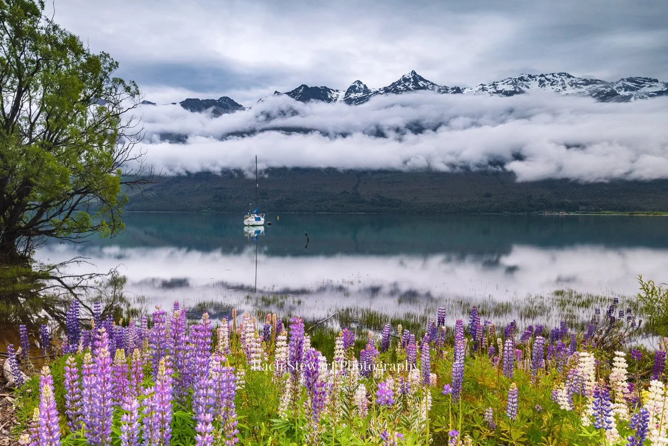 lupin flowers lake wakatipu glenorchy nz landscape print