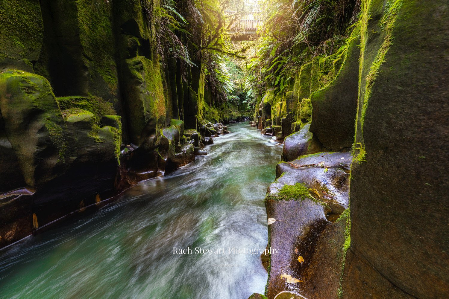 Te Whaiti Nui A Toi Canyon Whirinaki Forest NZ Print