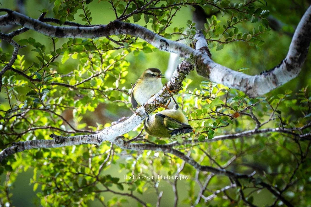 New Zealand Rifleman Bird