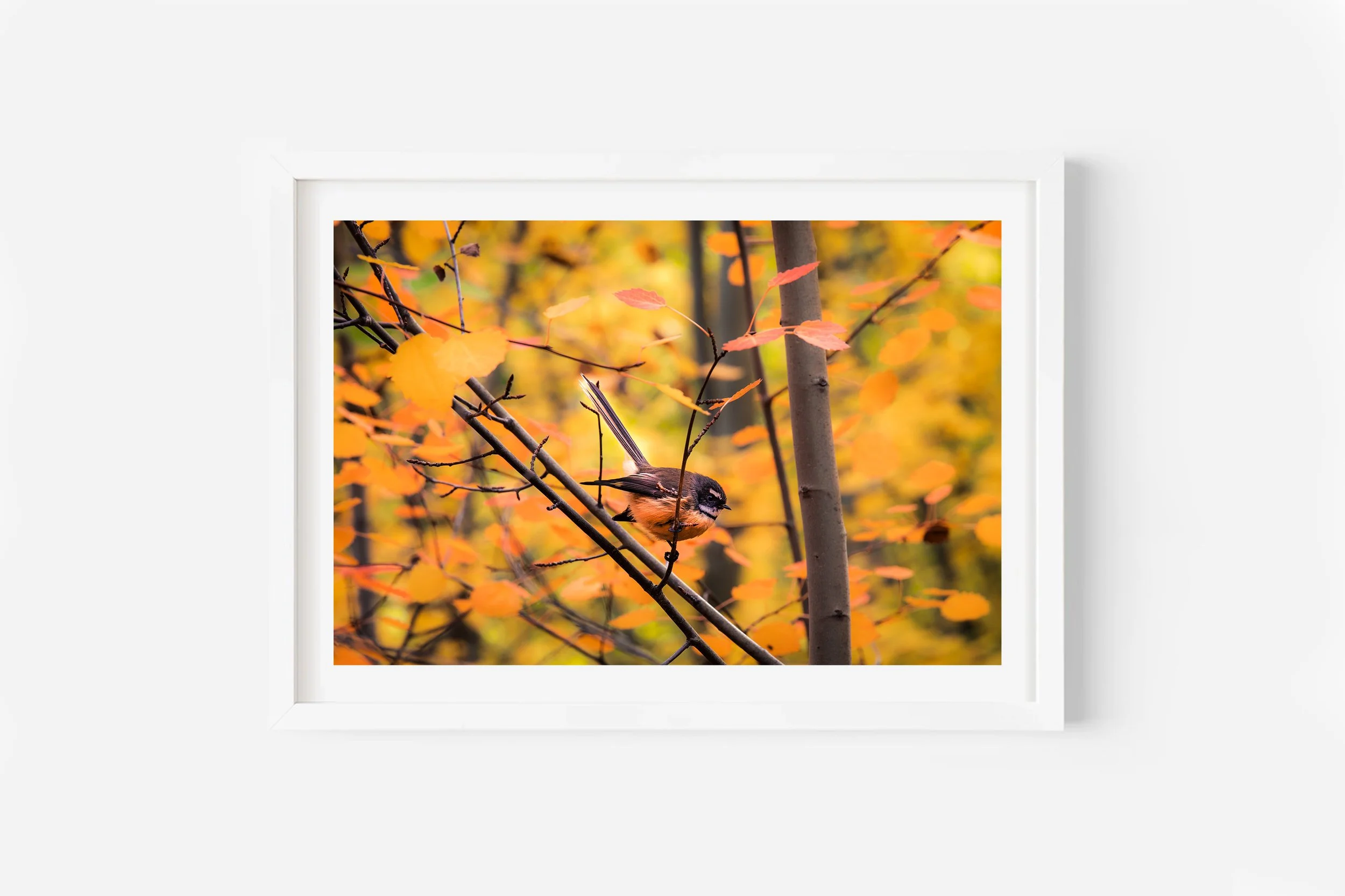 New Zealand Piwakawaka Bird Fantail NZ Print