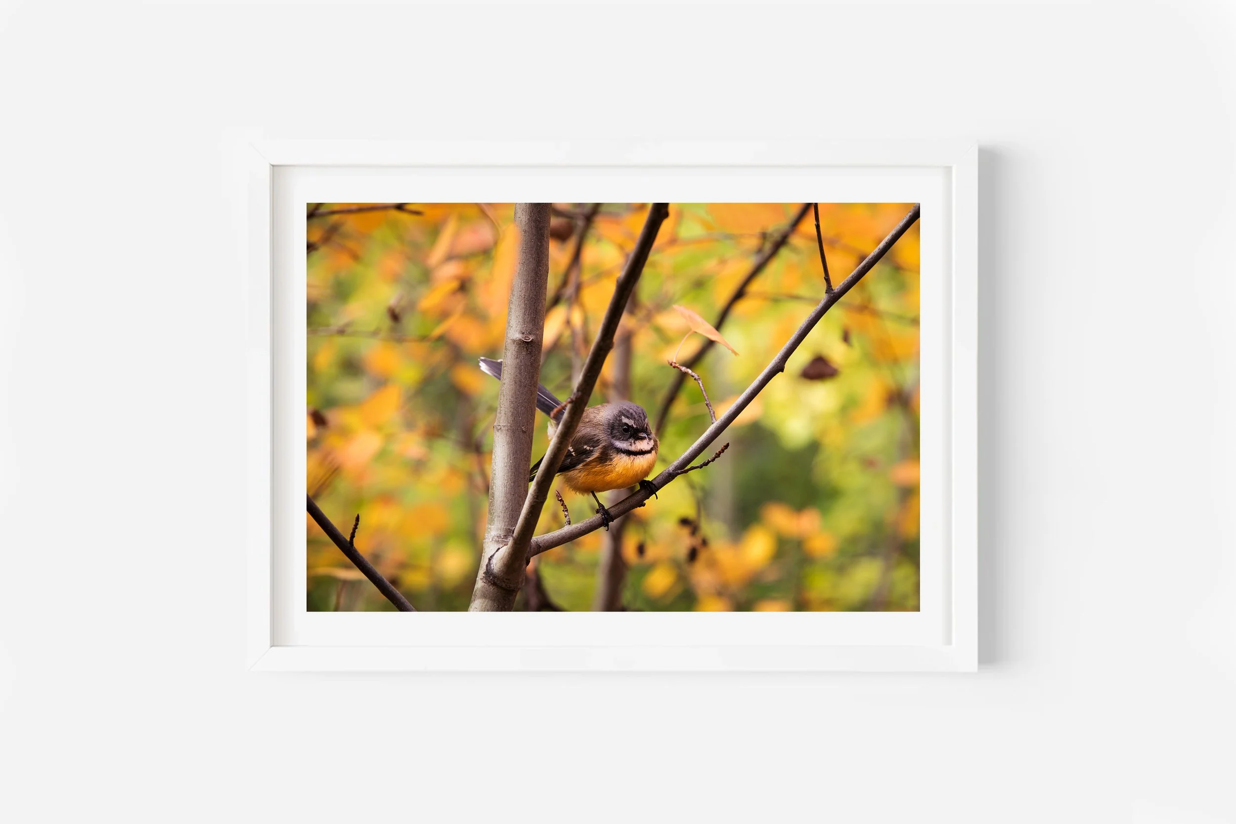 piwakawaka faintail new zealand bird print