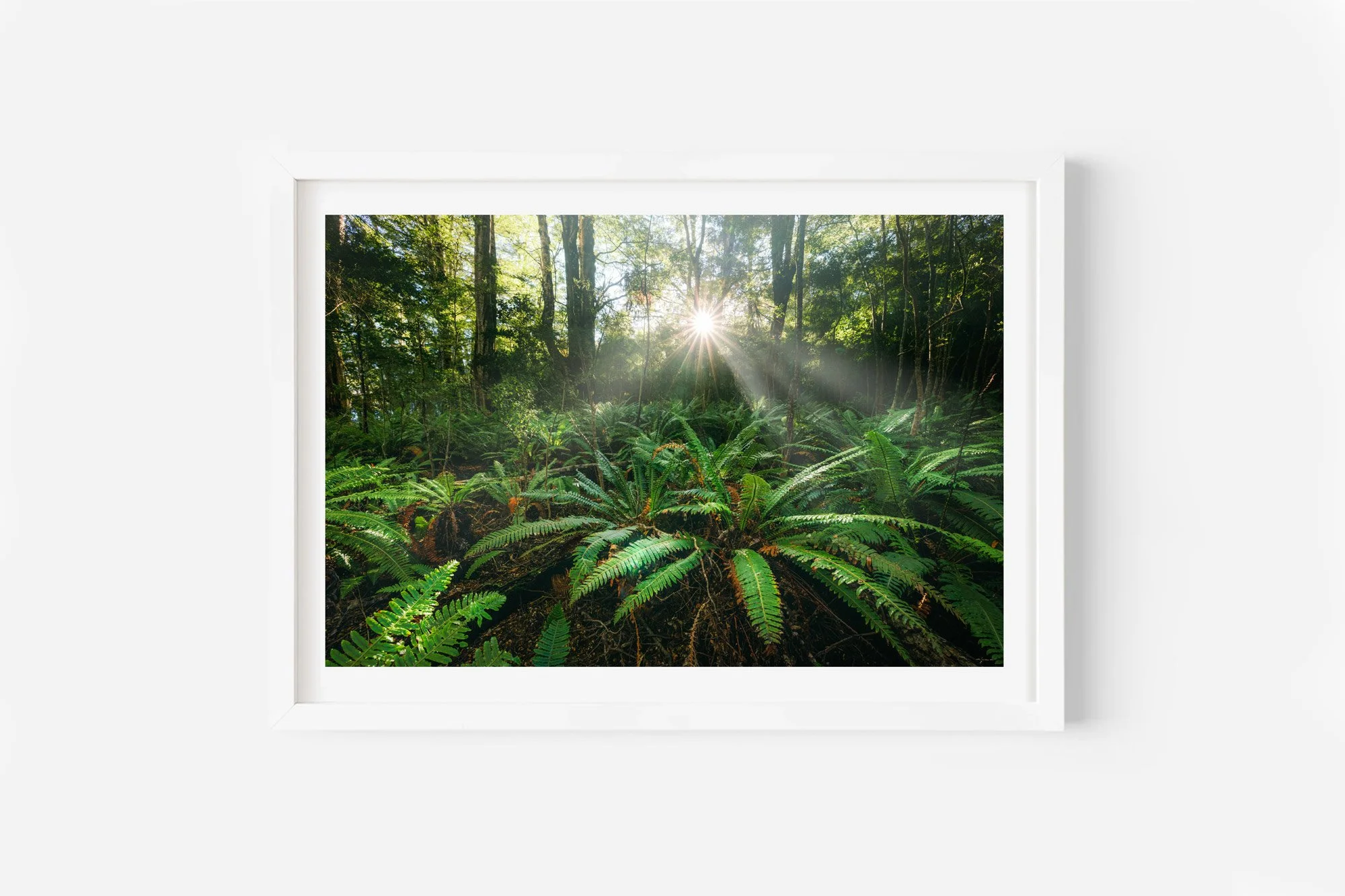 new zealand native forest fiordland nz print