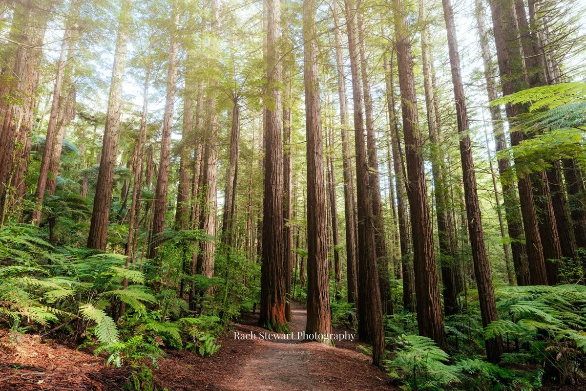 Redwood Forest Track Rotorua NZ Print