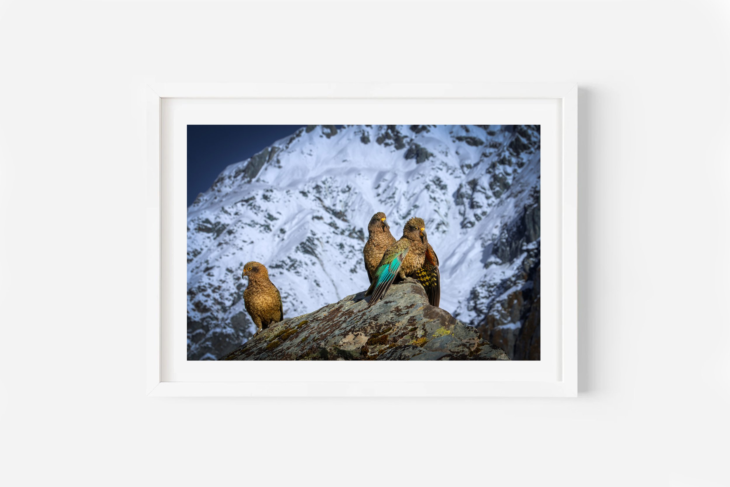 New Zealand Bird Kea Parrots West Coast NZ Print