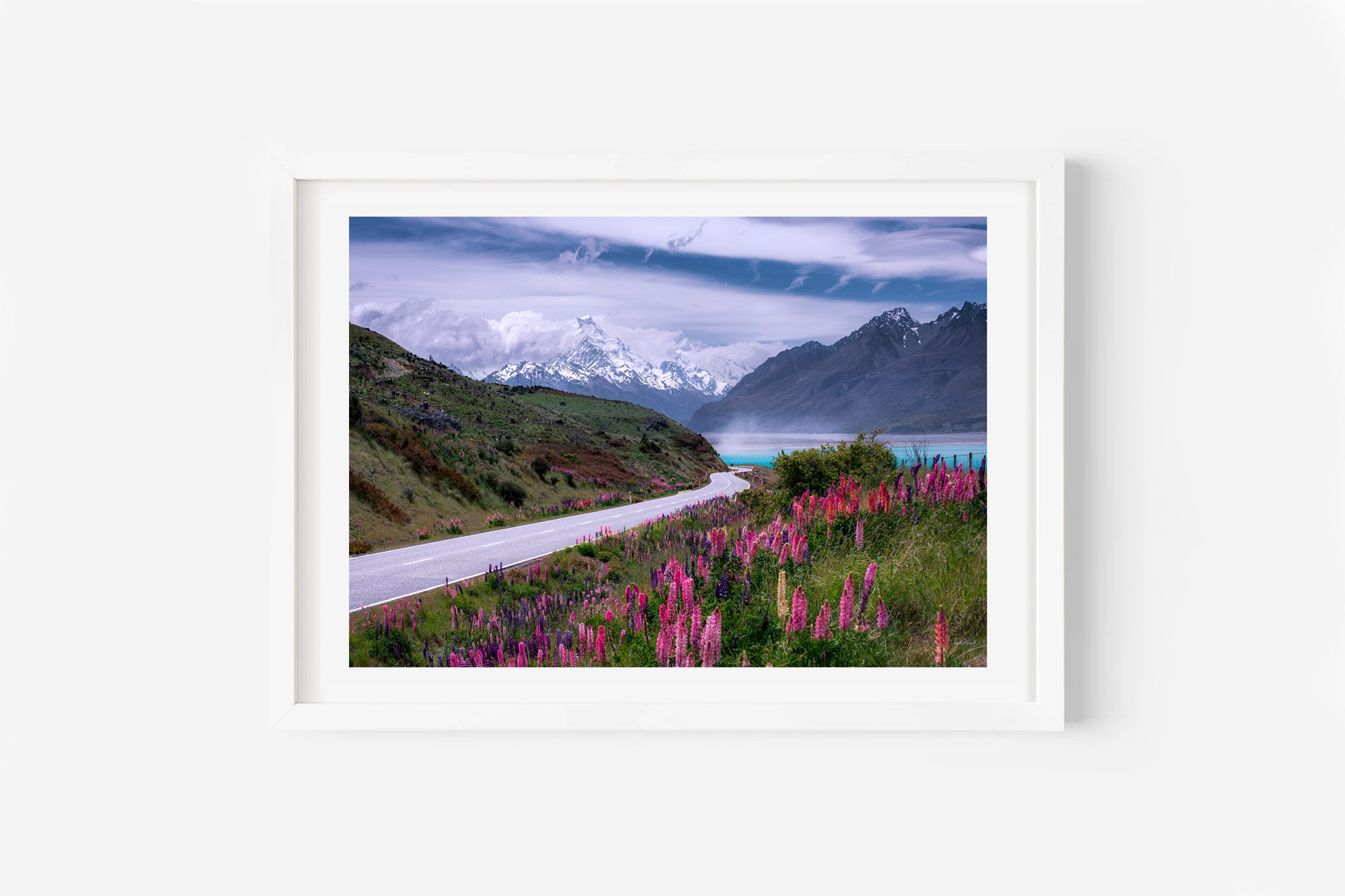 Mount Cook Lupins Print NZ