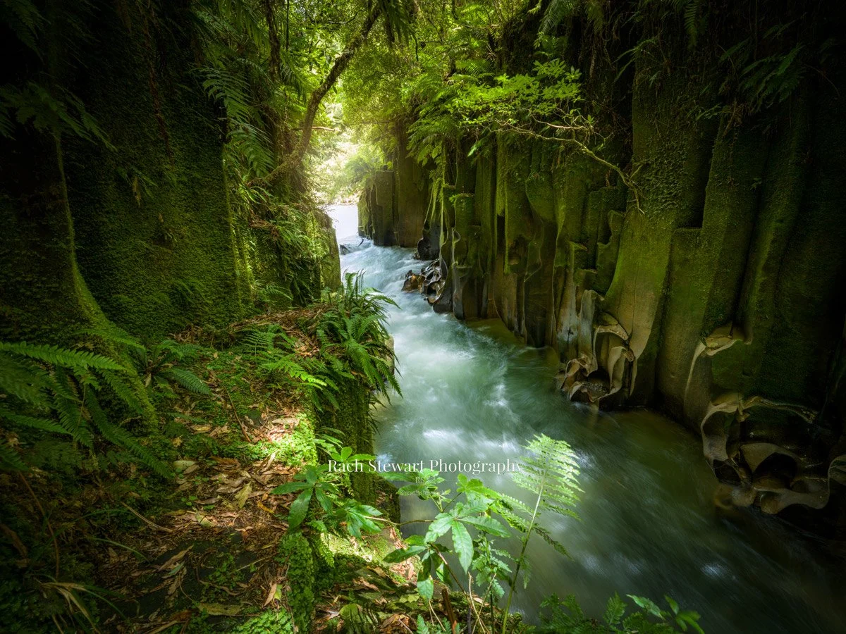 Whirinaki-forest-park-canyon-bay-of-plenty.jpg